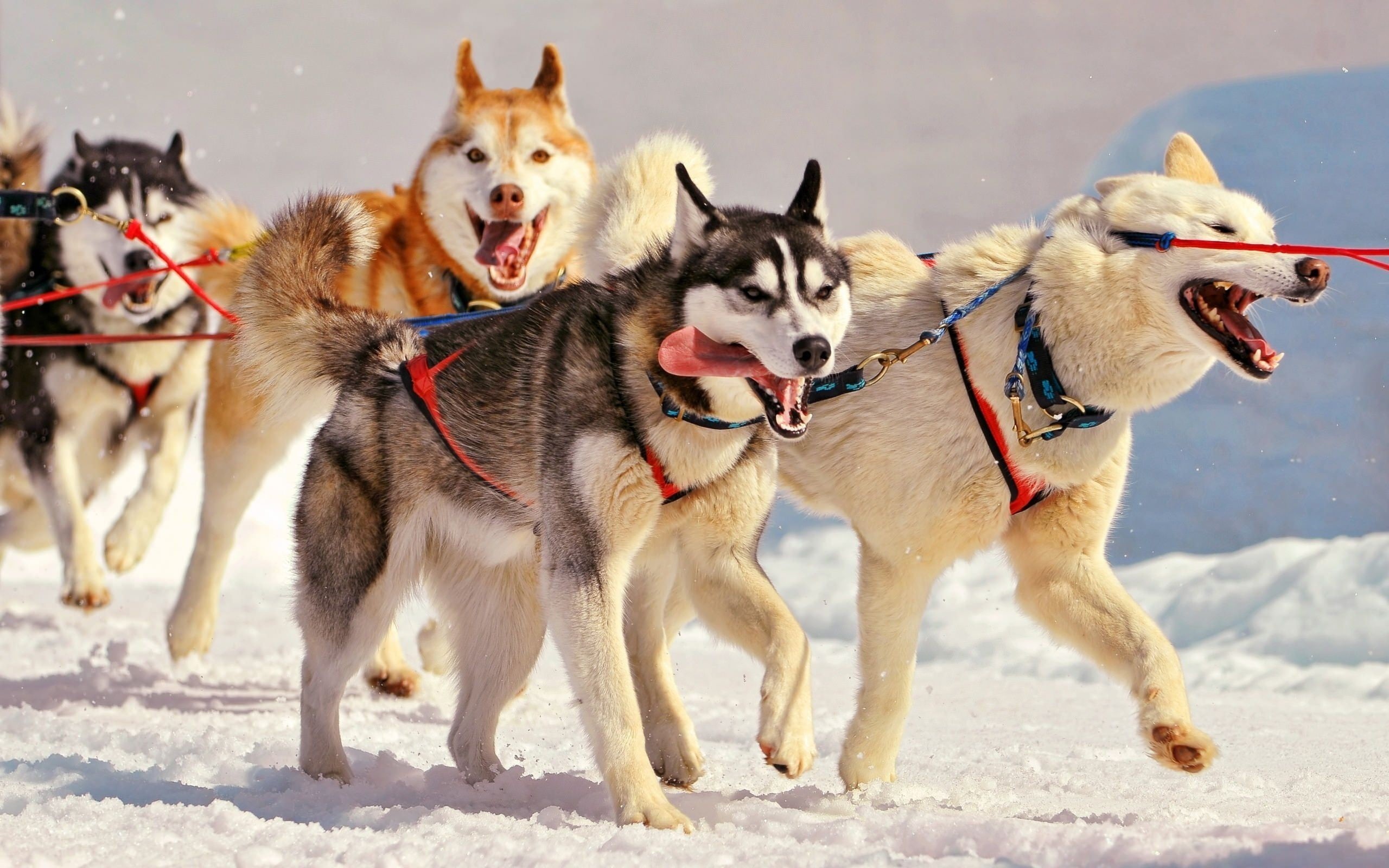 land, sleigh, group of animals, Siberian Husky, mammal, winter, domestic, no people, cold temperature, nature, snow, assorted, malamute, mouth open, animals, HD Wallpaper
