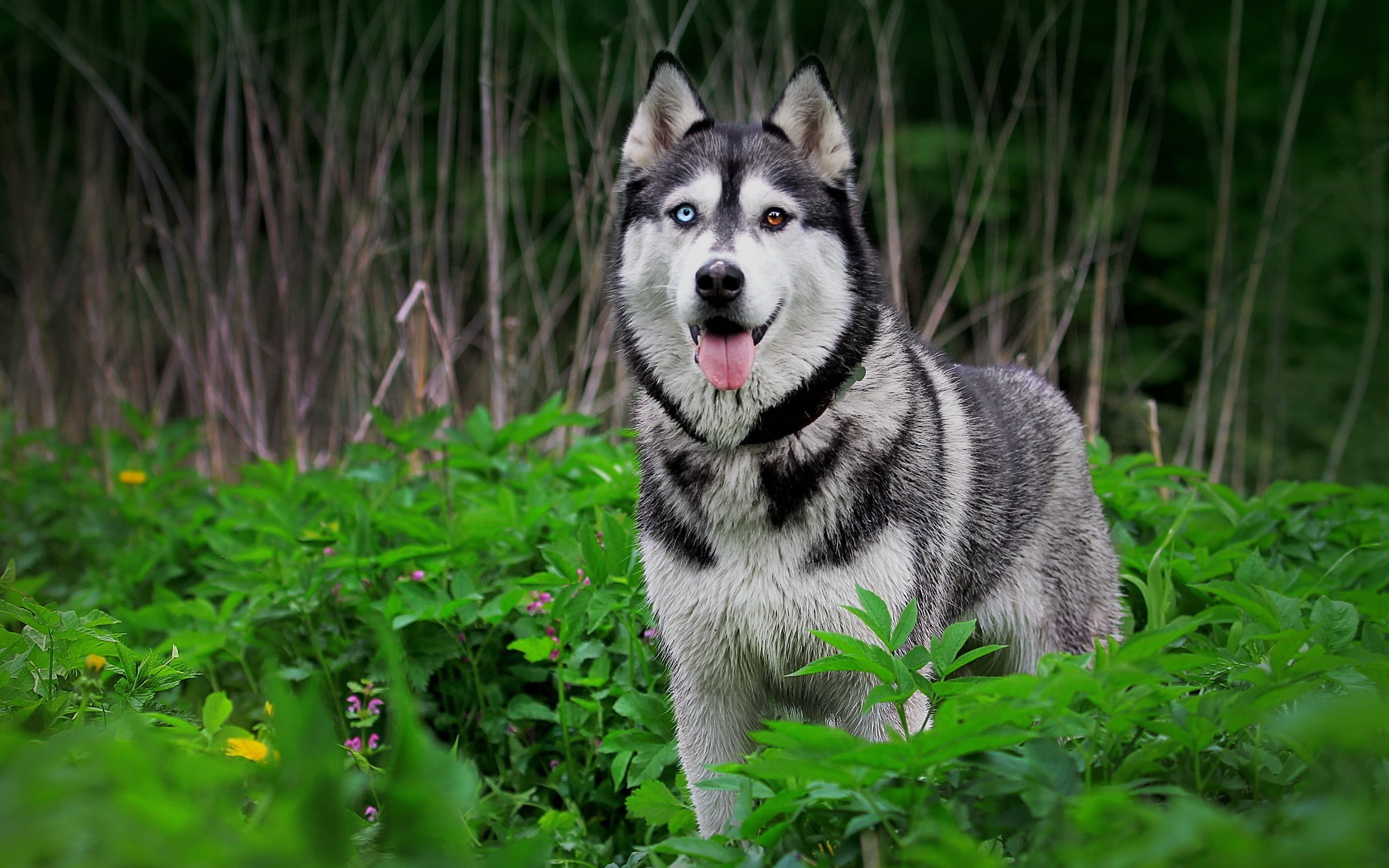 facial expression, dog, vertebrate, animal themes, mammal, domestic animals, domestic, green color, animal mouth, Siberian Husky, field, animal tongue, HD Wallpaper