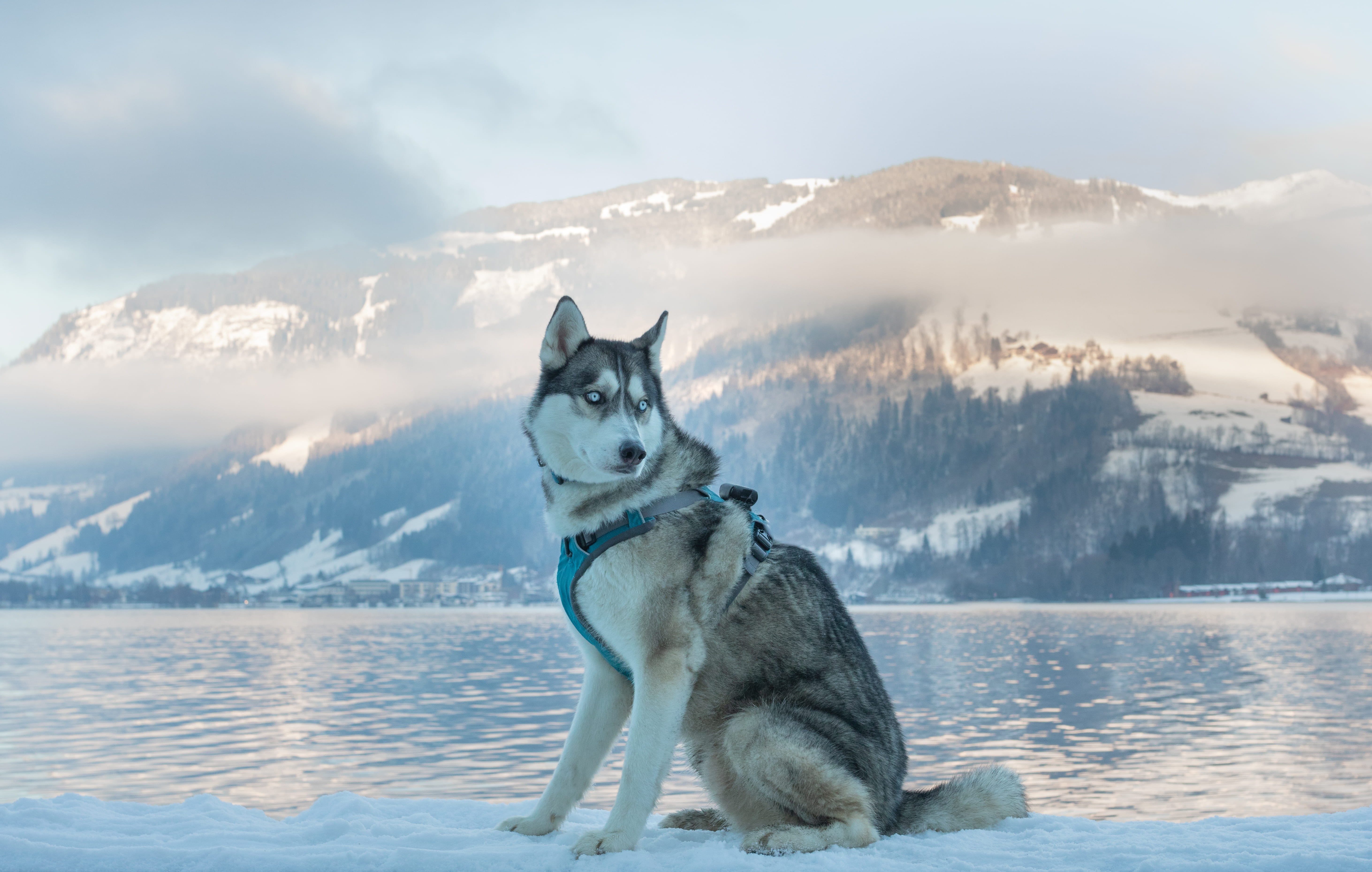 ski, scenics - nature, austria, canine, doggo, fog, blue, lake, winter, pathway, cold temperature, 5K, mountain range, siberian, one animal, snow, animal themes, HD Wallpaper