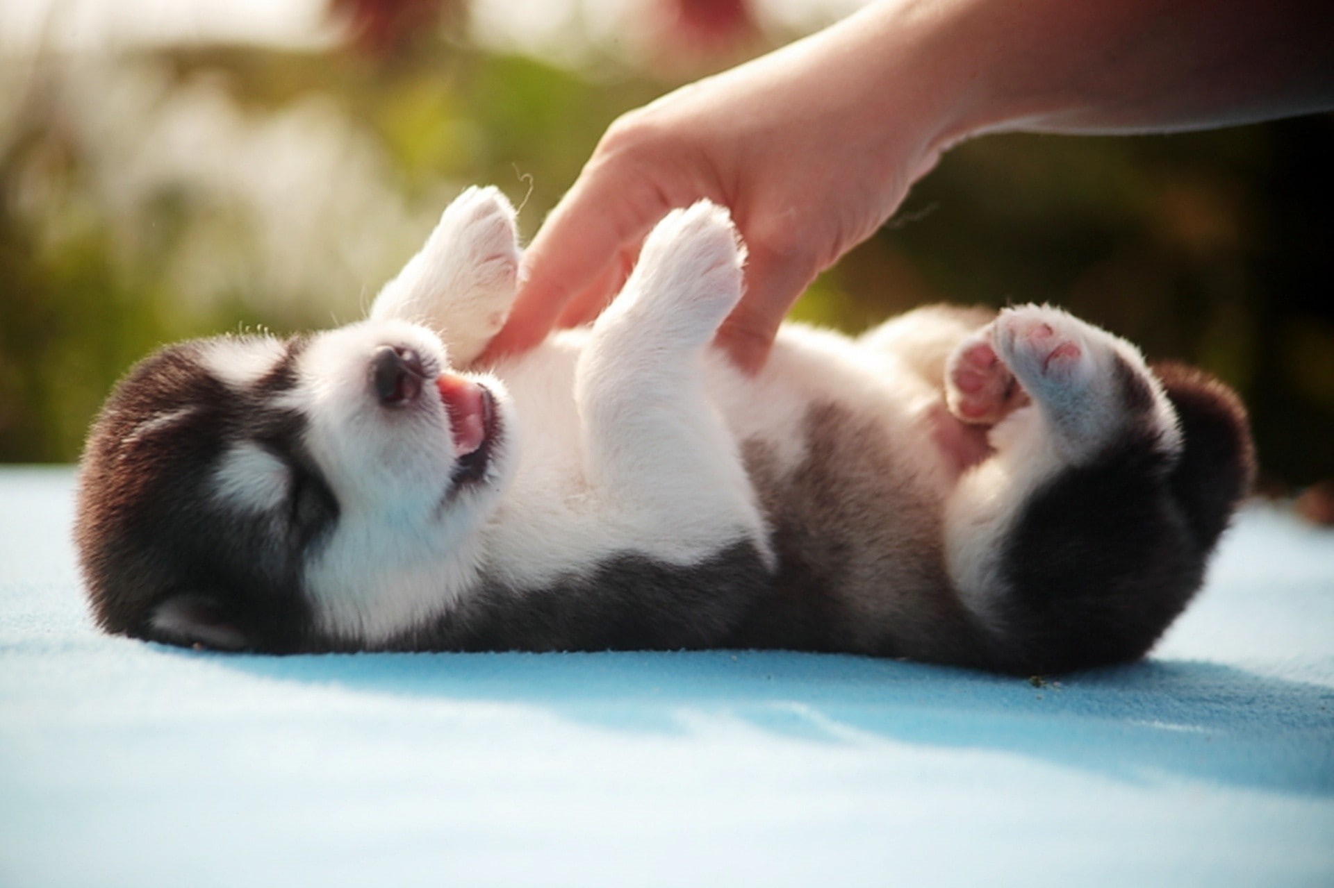 puppies, dog, animals, 1080P, hands, baby animals, Siberian Husky, HD Wallpaper