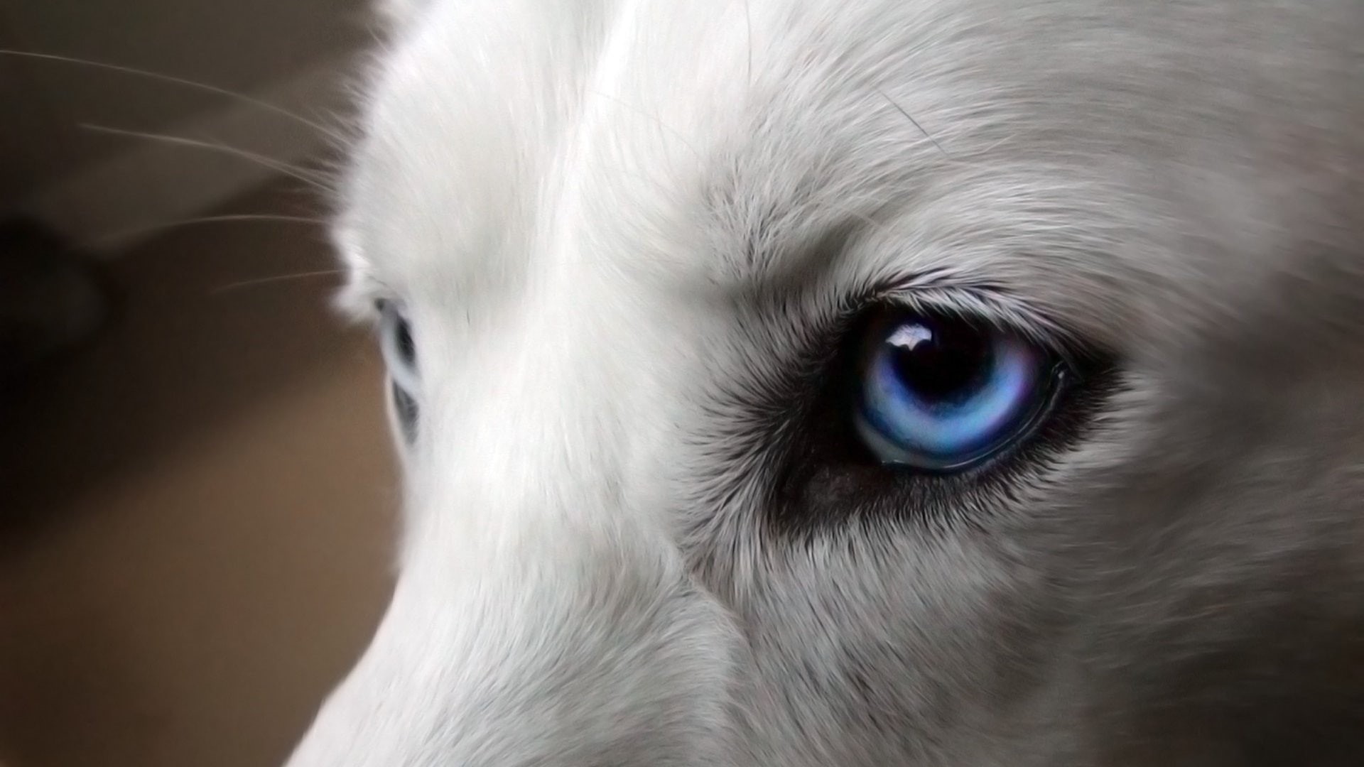 no people, pets, animal body part, 1080P, white color, animal head, animal eye, animal themes, looking, iris - eye, animals, studio shot, animal, whisker, HD Wallpaper