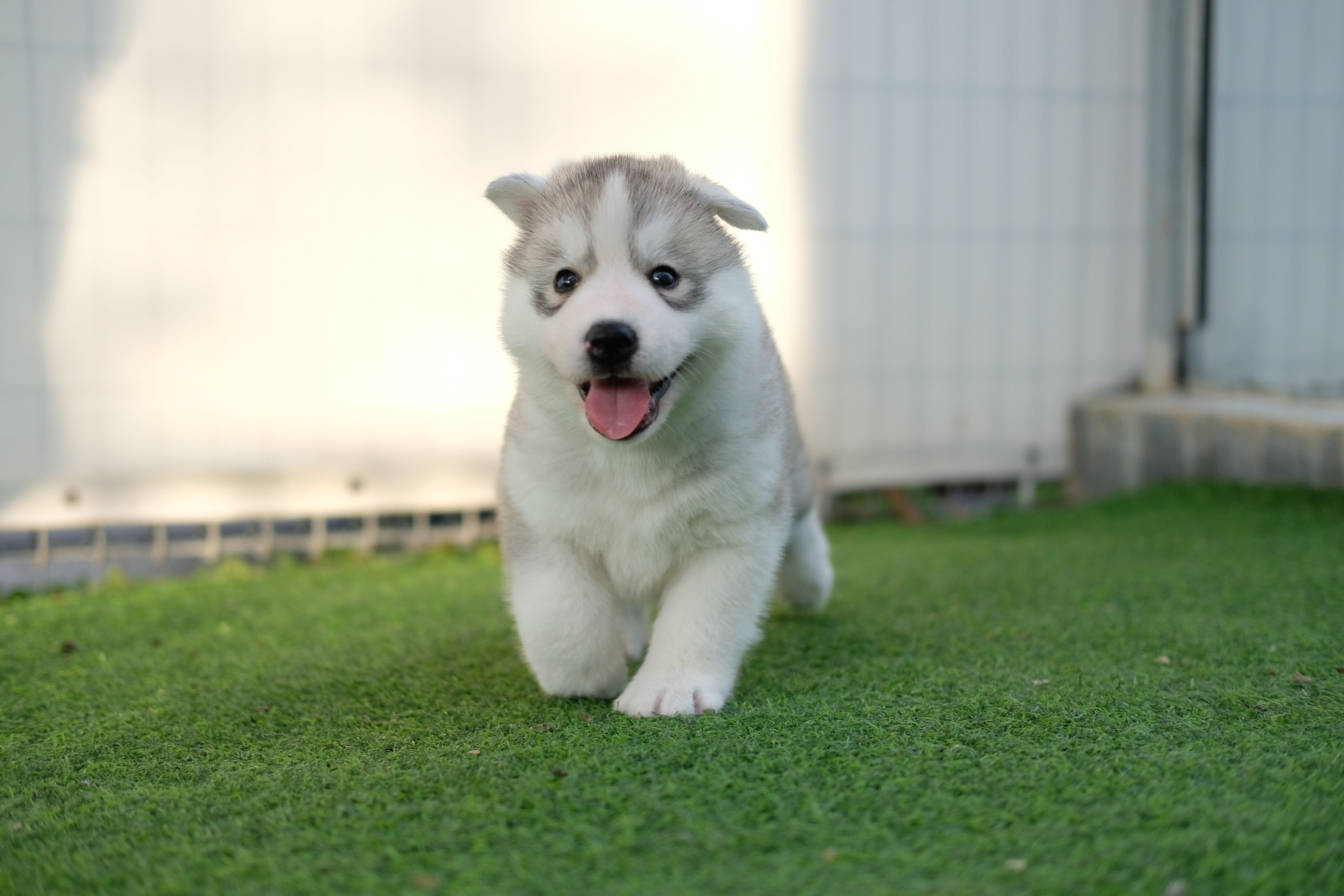 plant, young, laugh, day, canine, happy, siberian husky, no people, grass, mouth open, animal themes, young puppy, love, puppy, mammal, one animal, young pup, HD Wallpaper