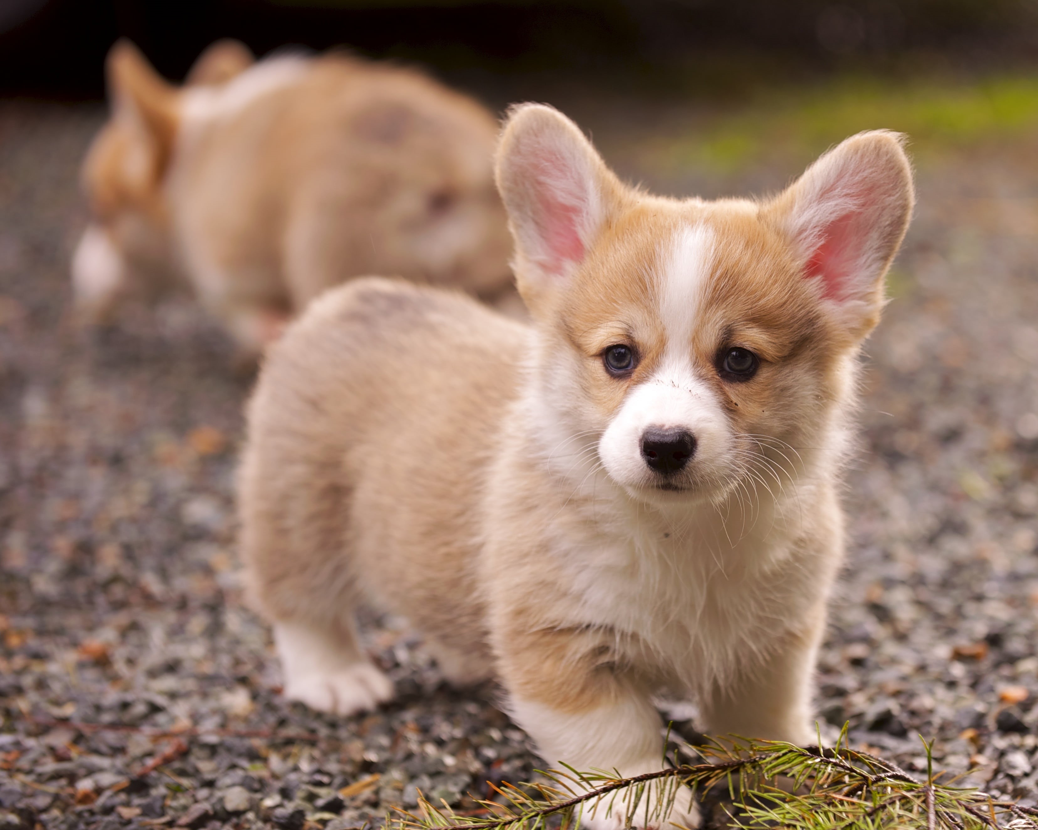 IF, Pembroke Welsh Corgi, white, VR, pick, dog, ED, pets, corgi, animal, Nikkor, puppy, mammal, young Animal, 8G, Zoom, AF, nature, Puppies, f/2, canine, HD Wallpaper