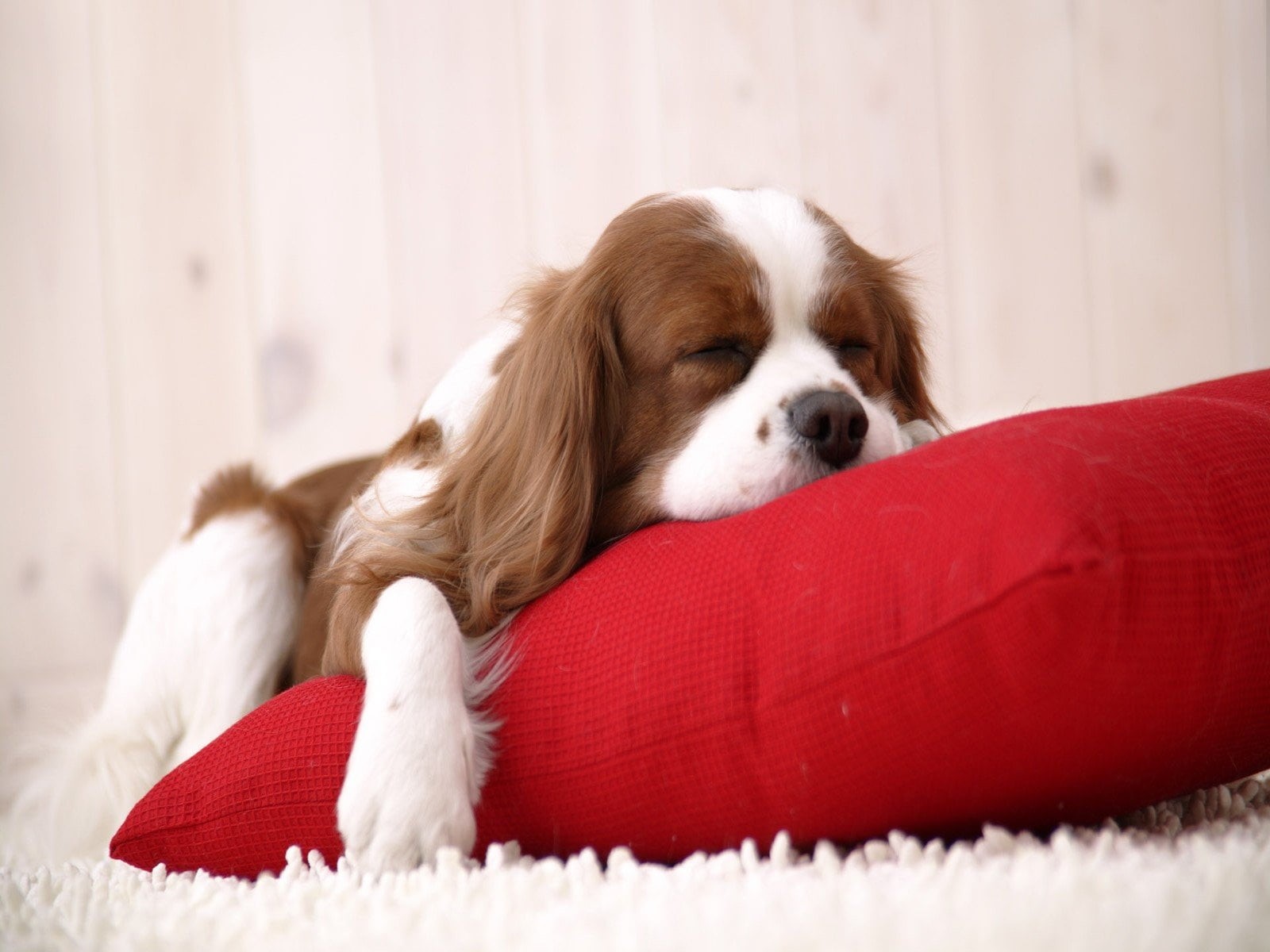 domestic animals, Dog, small, young animal, sleep, cavalier king charles spaniel, puppy, long, 720P, indoors, animal head, Animals, lying down, one animal, HD Wallpaper