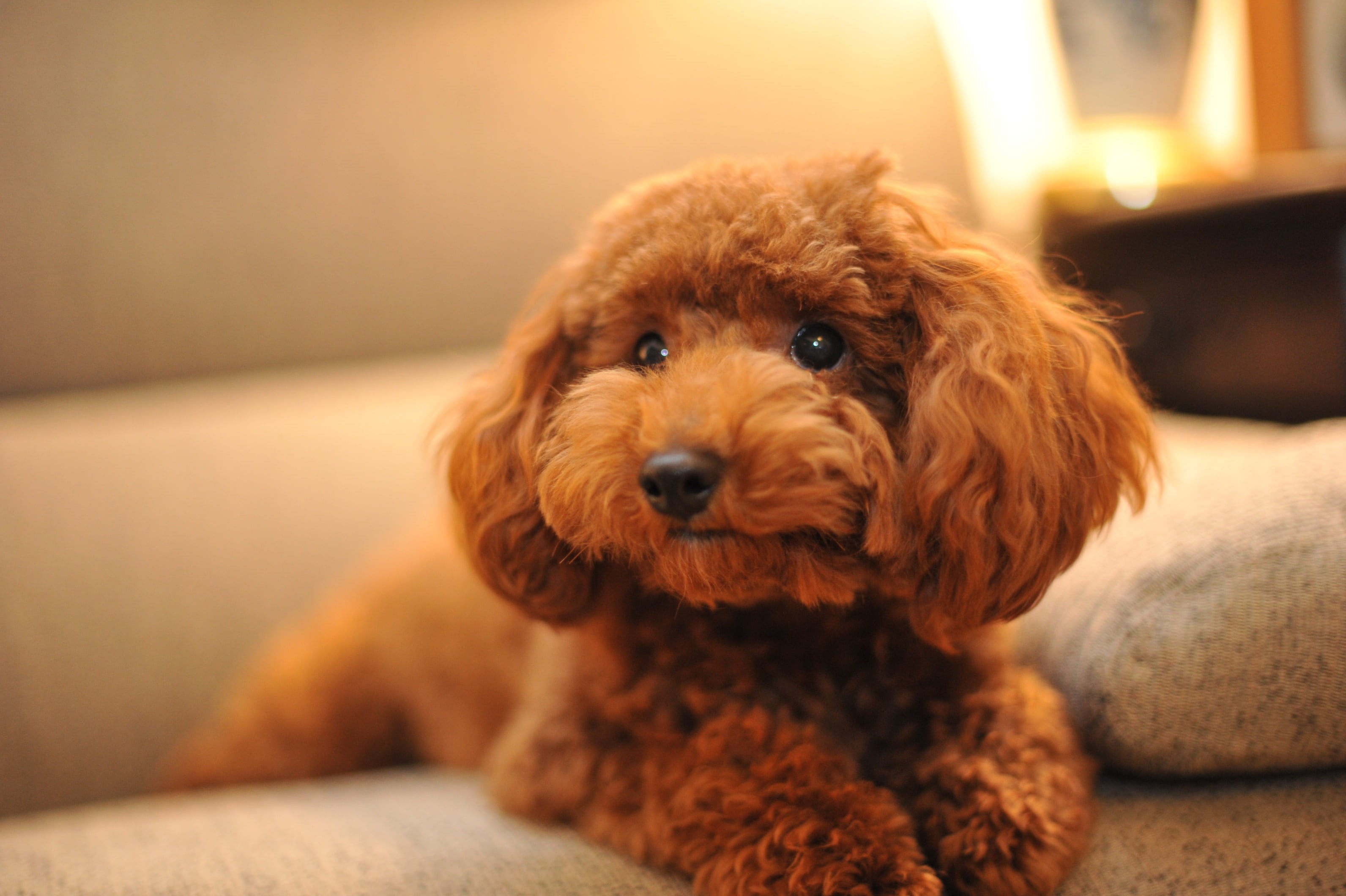 apricot, sitting, puppy, animal, 犬, chocolate, sofa, 茶色, Chocolat, kawaii, indoors, cute, poodle, かわいい, pets, purebred Dog, toy  poodle, ドル, 2K, dog, domestic Animals, HD Wallpaper