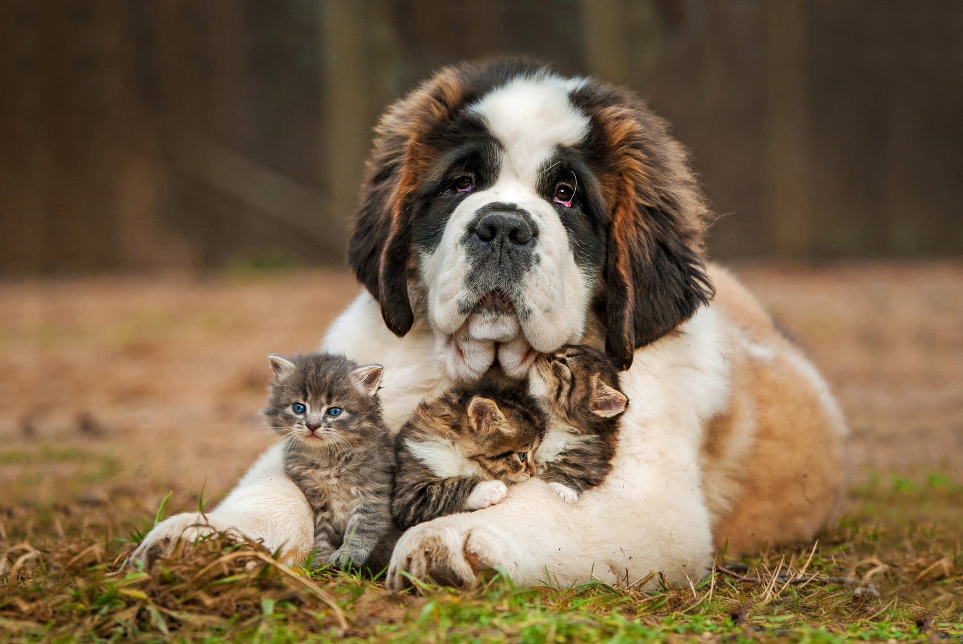 young animal, animal family, puppy, animals, purebred dog, cat, sitting, coated, cute, small, two animals, animal, tan, togetherness, grass, no people, HD Wallpaper