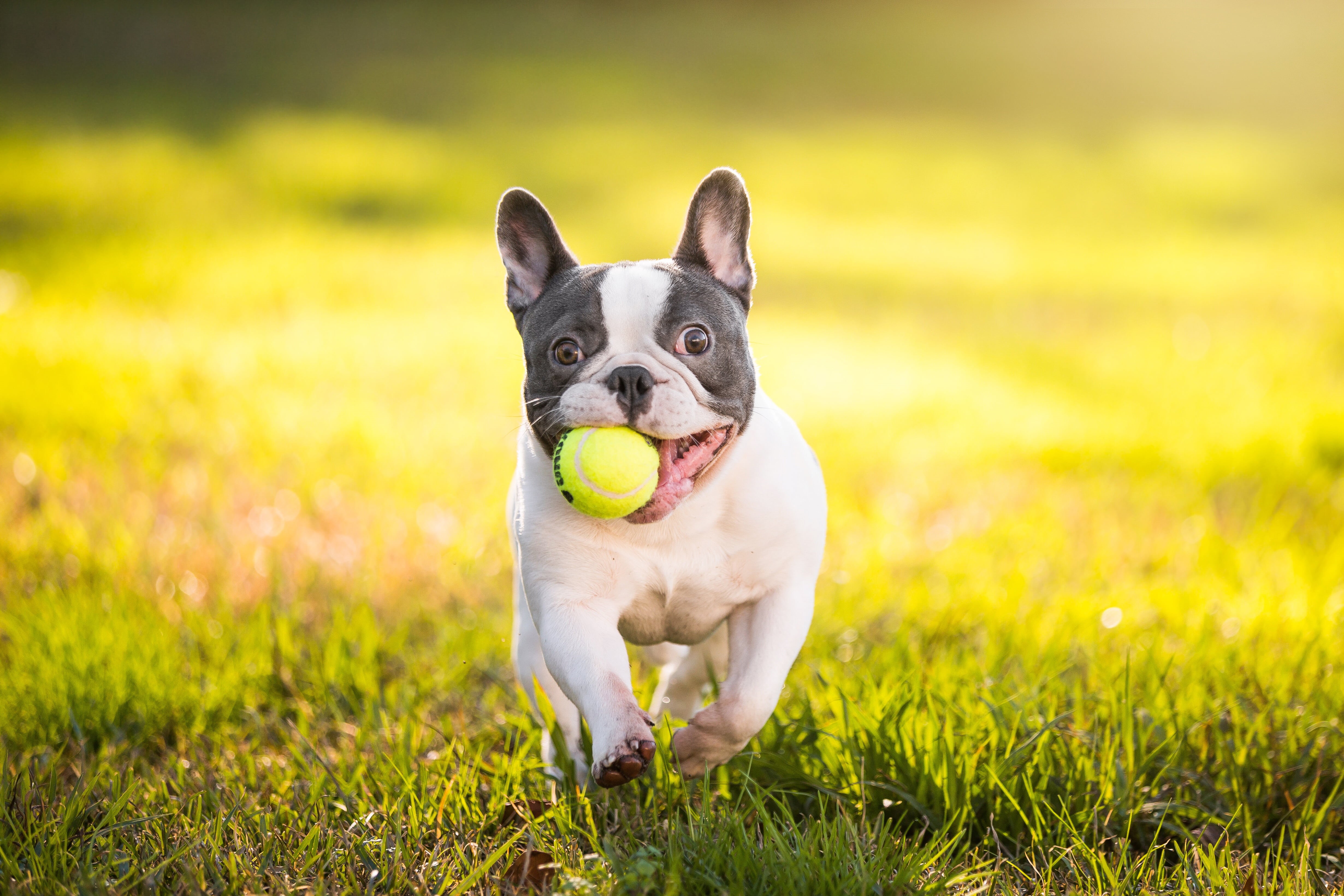 dog, animal themes, french, young Animal, cute, looking, day, looking at camera, purebred Dog, animal, green Color, small, canine, domestic Animals, meadow, HD Wallpaper