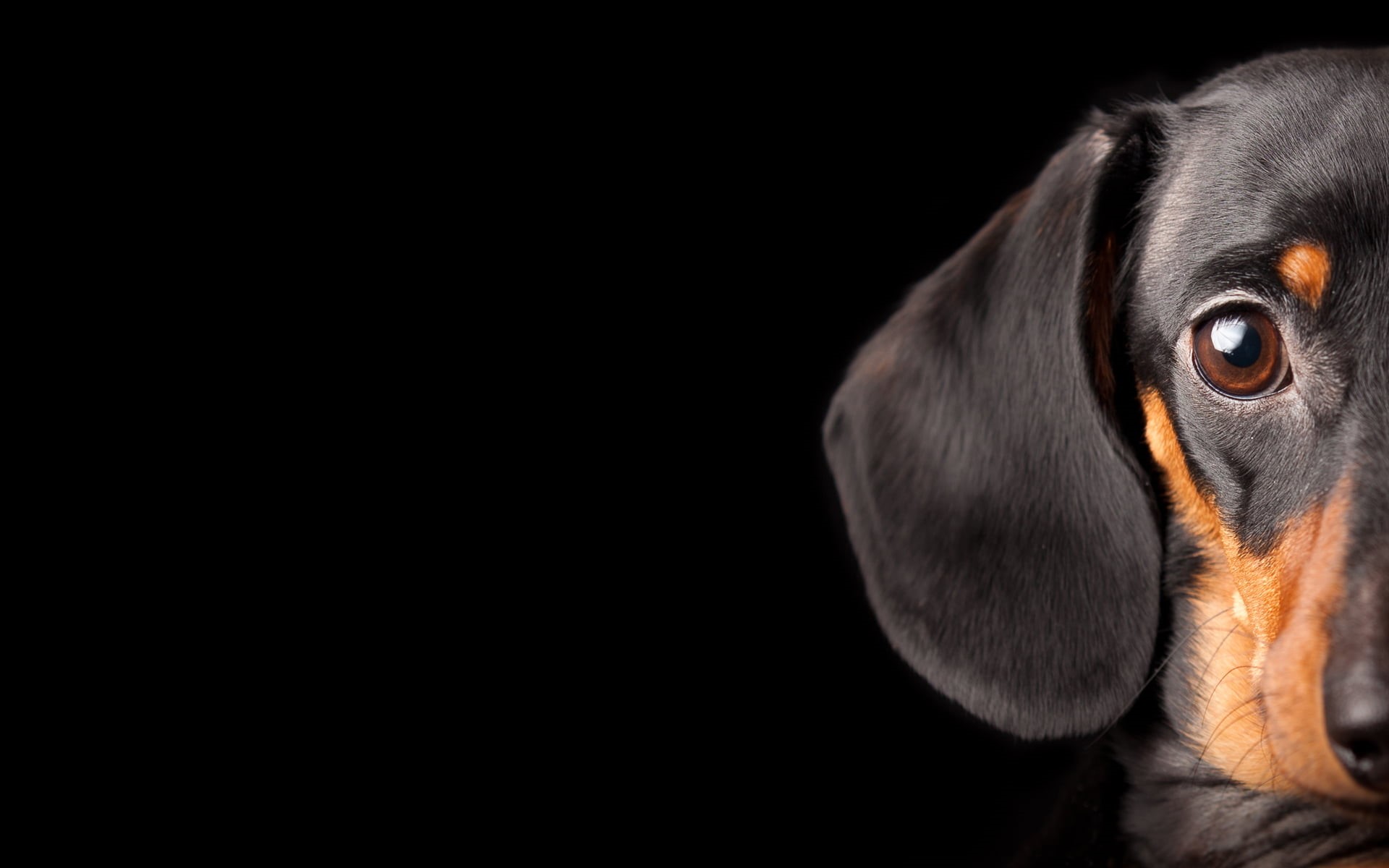 pets, black Color, indoors, dog, animal, animal nose, mammal, cute, animal body part, domestic, canine, no People, small, one Animal, looking, brown, friendship, HD Wallpaper