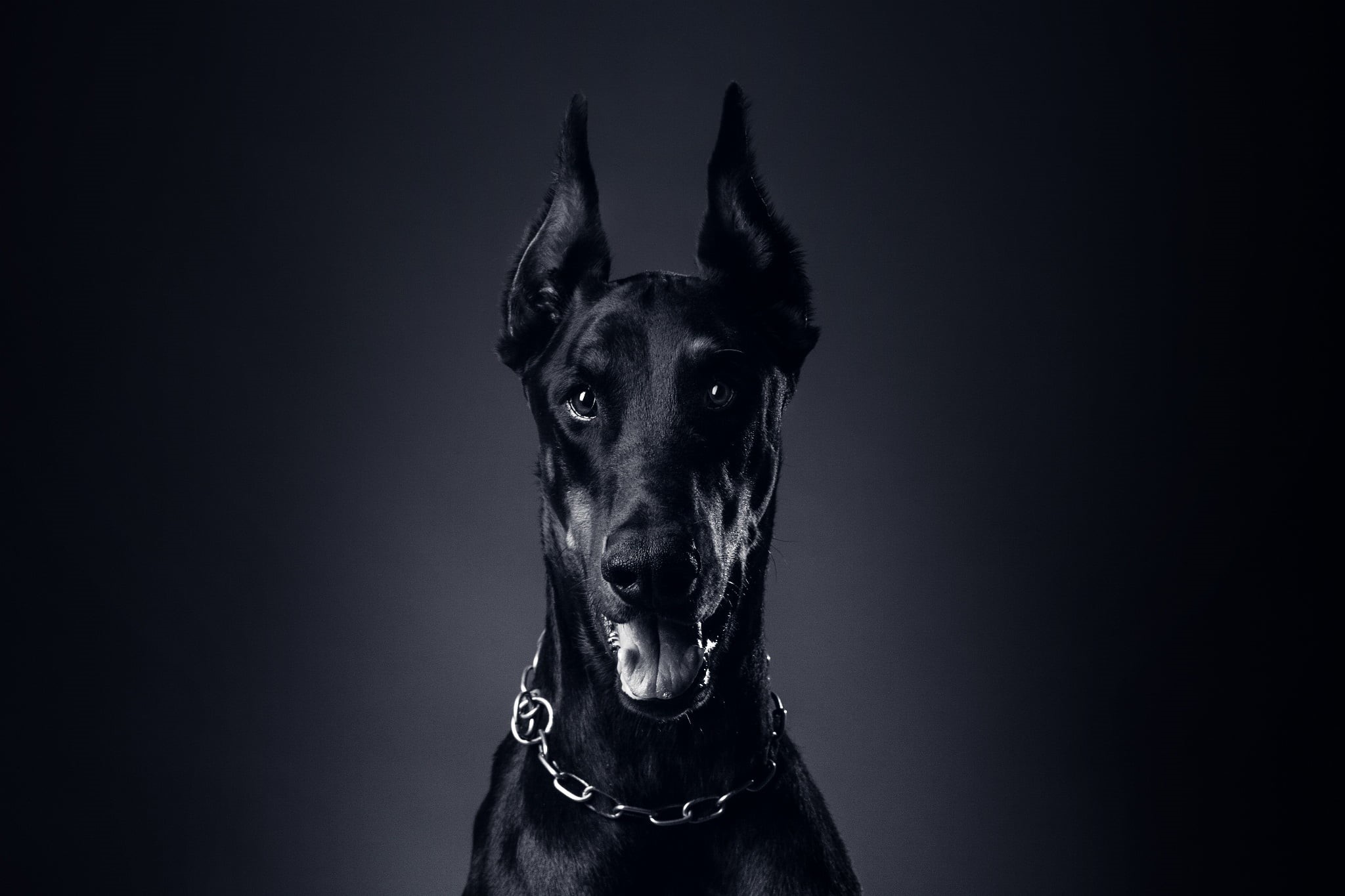 mammal, Doberman, animal mouth, adult, animal Nose, animal body part, collar, Dog, animal, mouth open, language, friendship, animal Ear, miniature Pinscher, HD Wallpaper