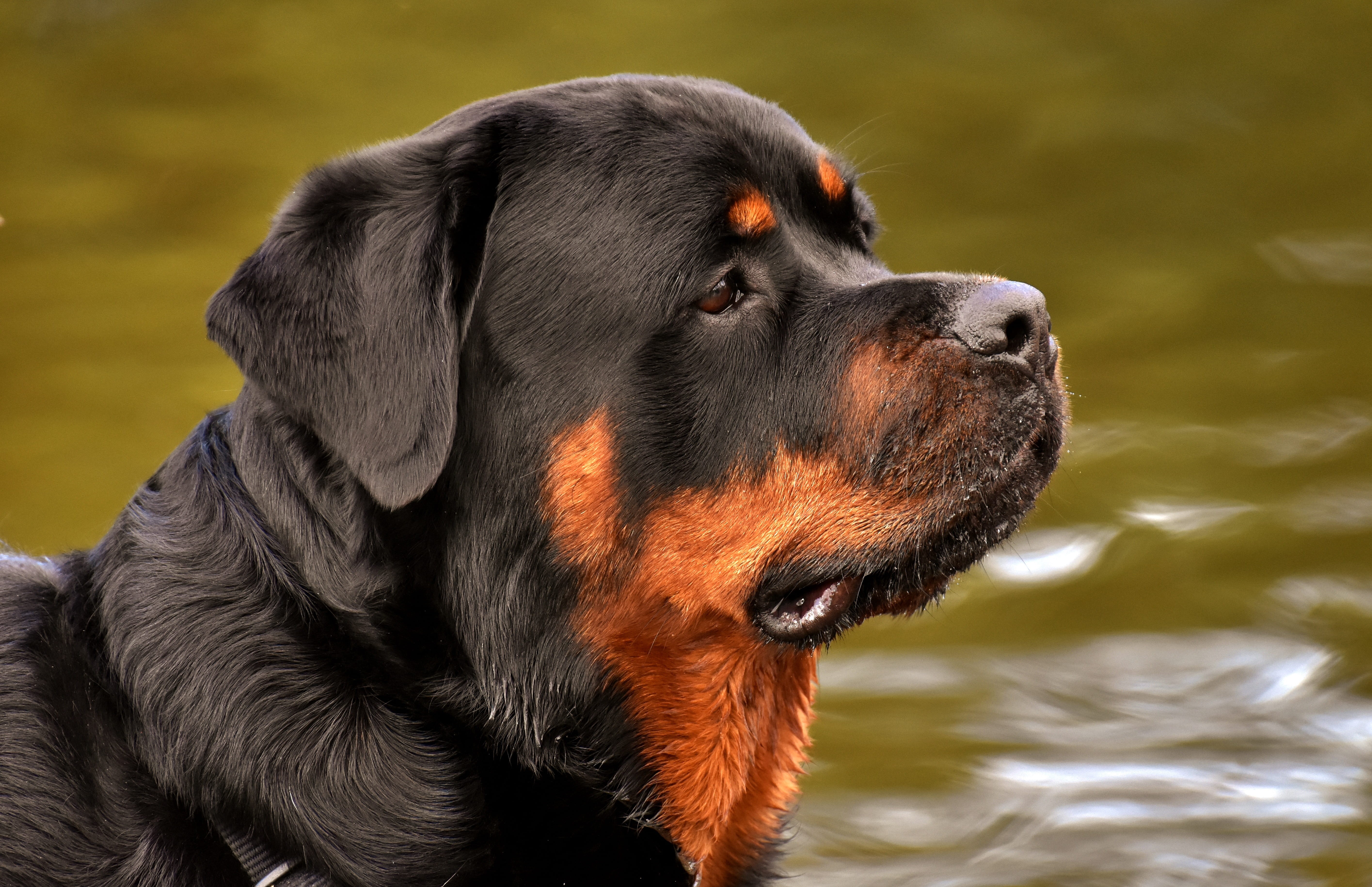domestic animals, focus on foreground, 5K, waters, purebred dog, nature, tan, daytime, swimming, animal themes, animal body part, animal head, black, water, HD Wallpaper