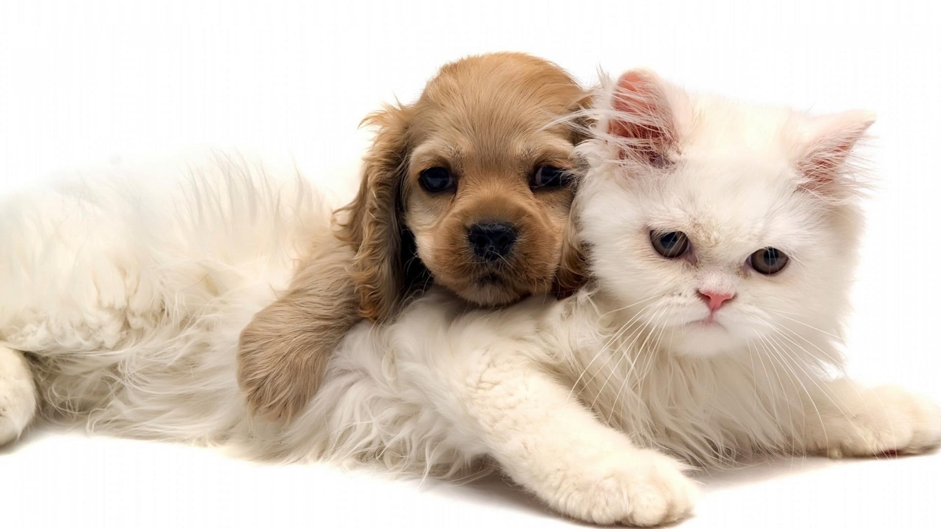 pedigree, purebred, companion, kitten, terrier, canine, pet, creature, dog, hair, cut out, puppy, breed, expression, sitting, kitty, cat, baby, furry, funny, HD Wallpaper