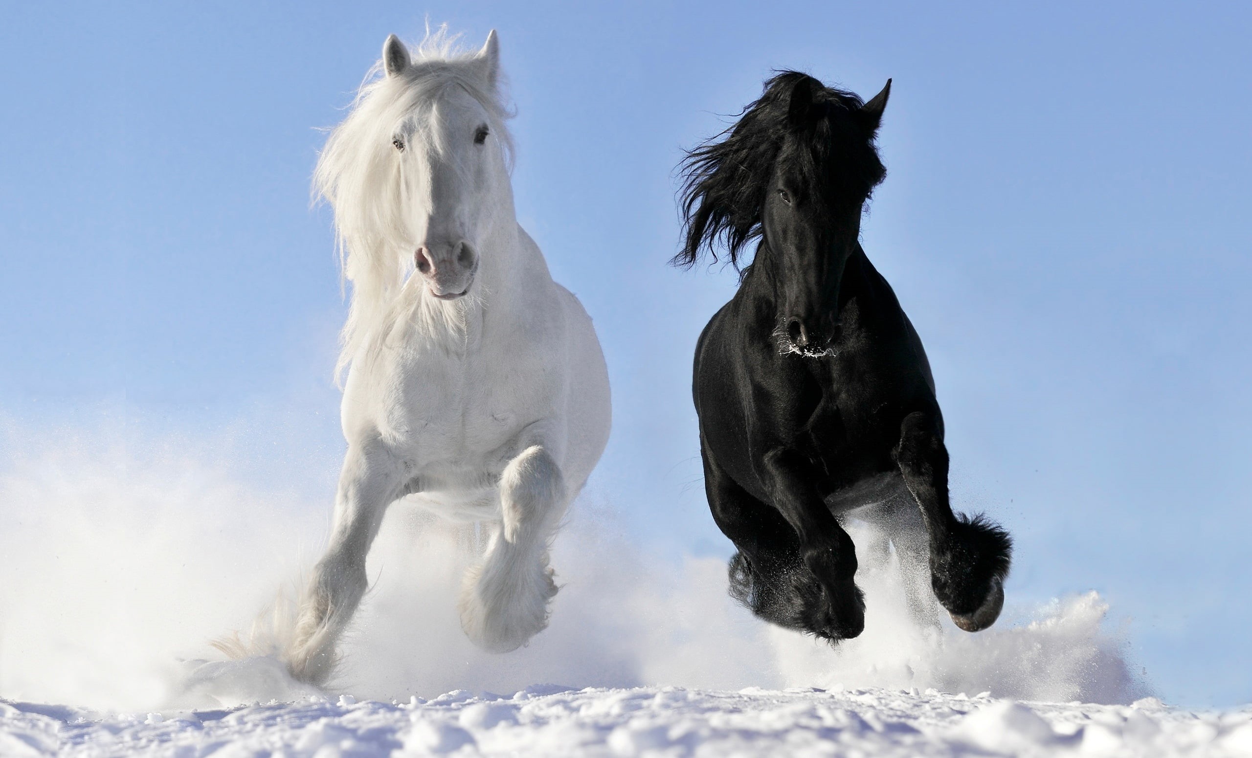 winter, animal, day, horses, crow, animal themes, group of animals, running, mammal, mane, 2K, © Viktoria Makarova, cold temperature, purebred Dog, gallop, HD Wallpaper