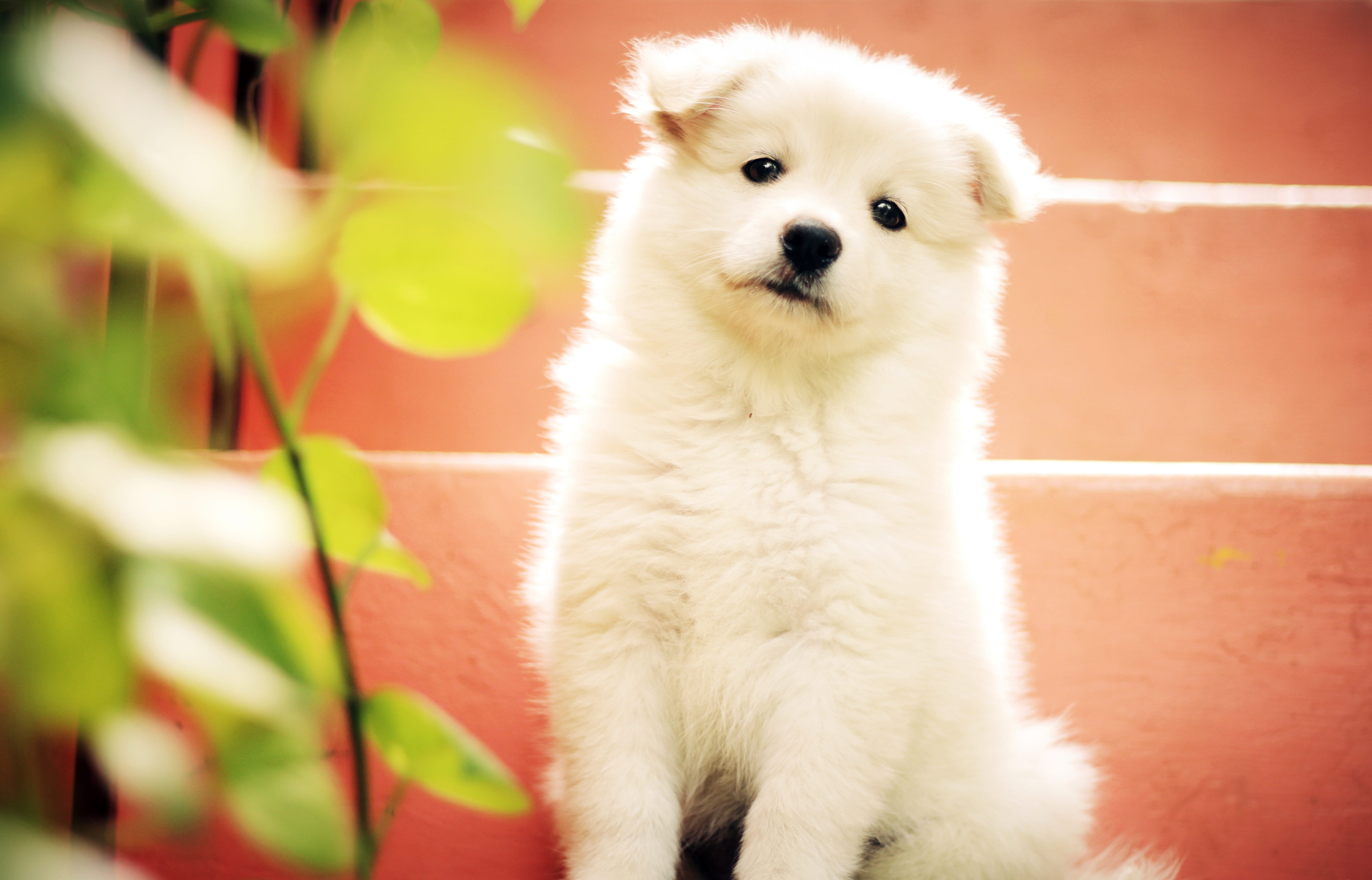 5K, day, one animal, vertebrate, sitting, young, cute puppy, looking, spitz, domestic, portrait, mammal, pets, staring, young animal, white color, animal themes, HD Wallpaper