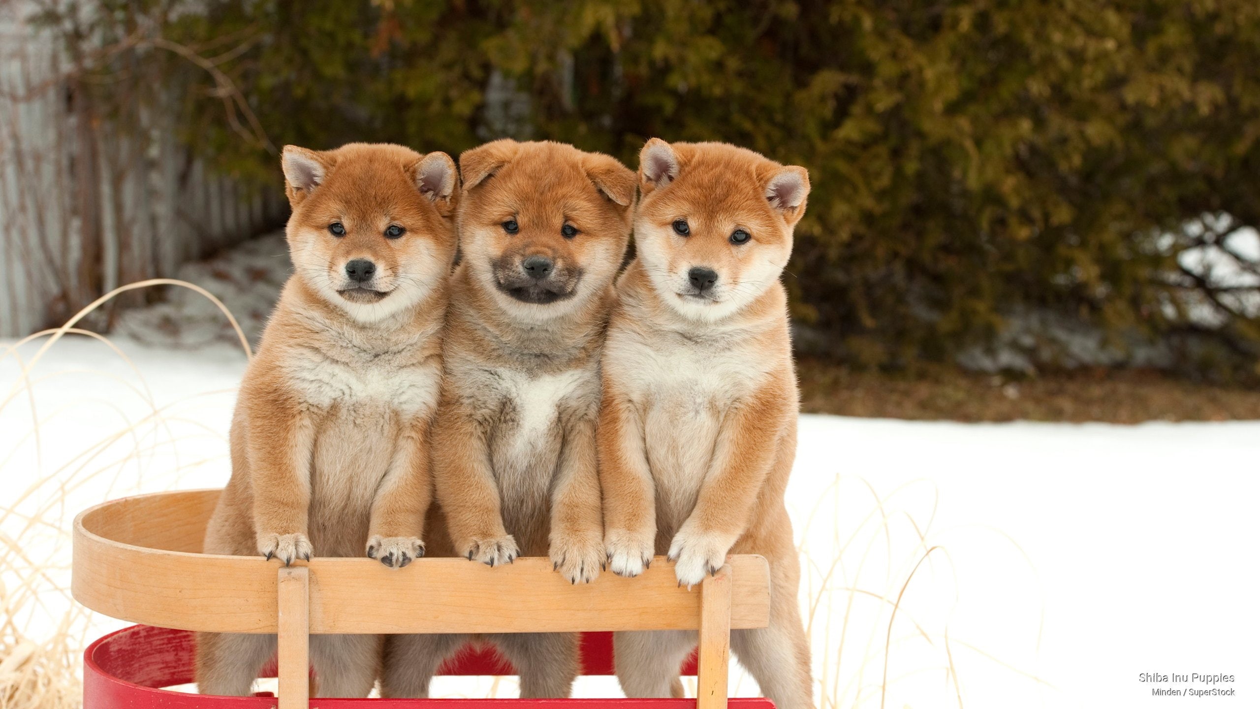 shiba, inu, 2K, puppies, Dogs, HD Wallpaper
