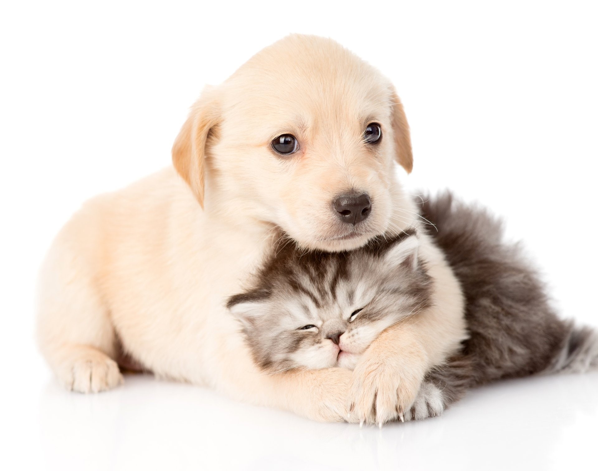 Puppy, Animal, Dog, Baby Animal, Cat, Kitten, Cat and Dog, 1080P, HD Wallpaper