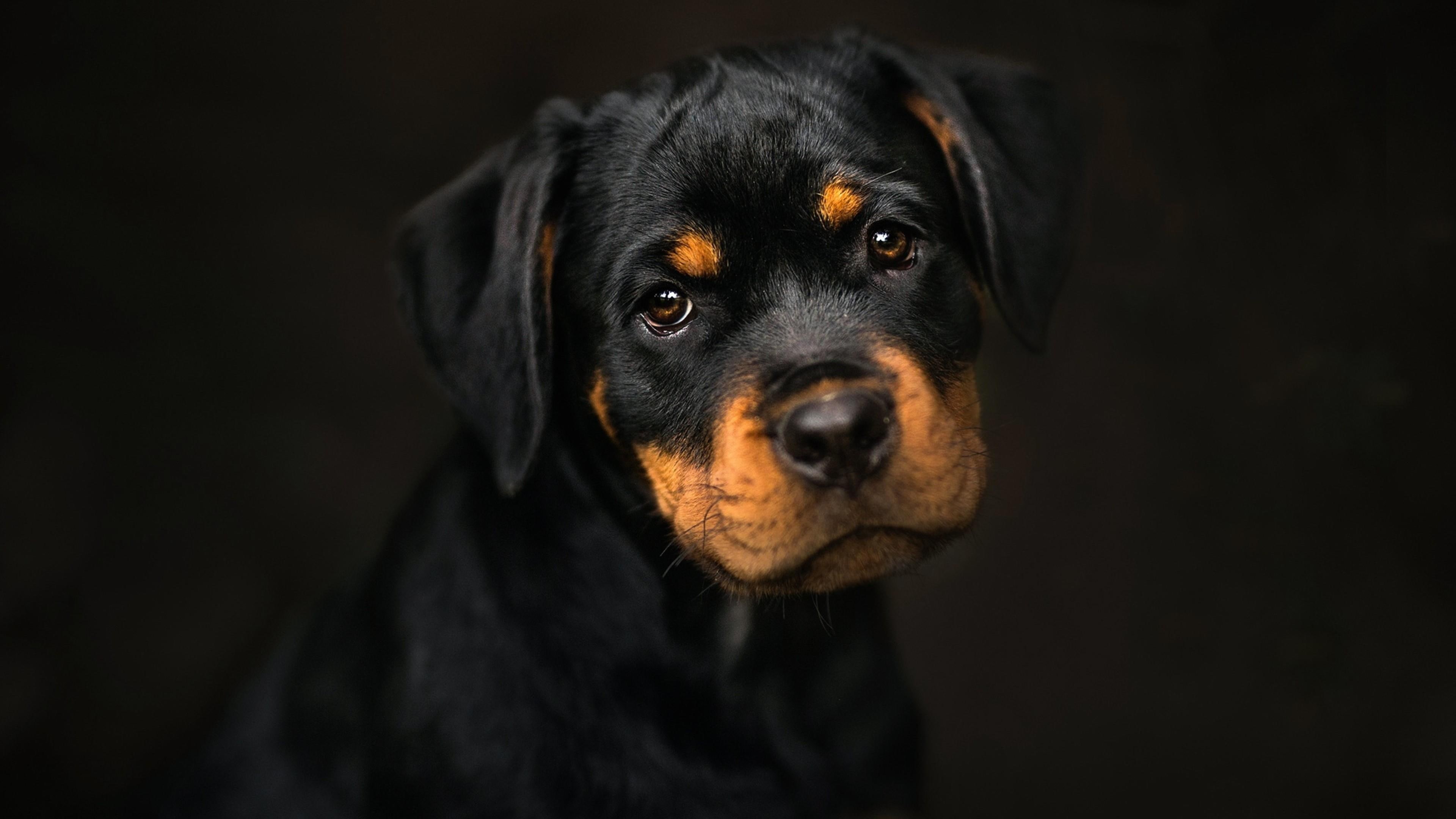 dog, puppy, rottweiler, 4K, cute, dark, HD Wallpaper