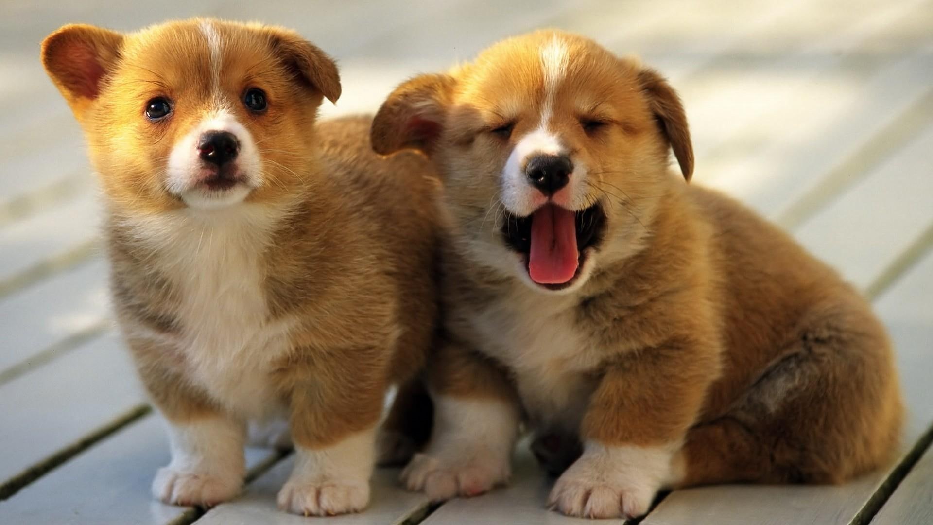 puppy, puppies, 1080P, dog, doggy, doggie, dogs, animals, cute, HD Wallpaper