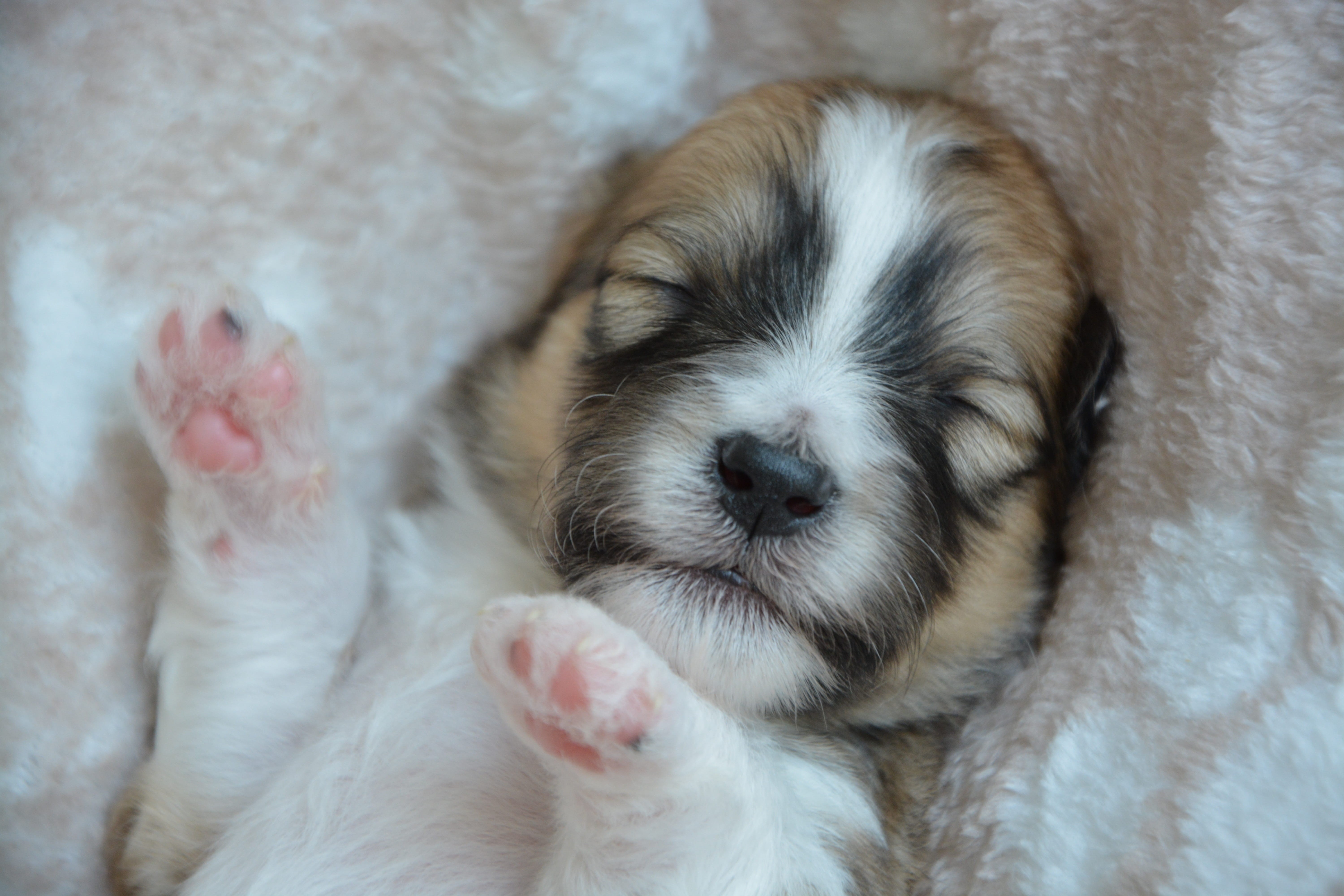 domestic animals, sleeping, baby dog, vertebrate, softness, cute, relaxation, puppy, no people, 5K, indoors, small, close-up, canine, pets, animal head, HD Wallpaper