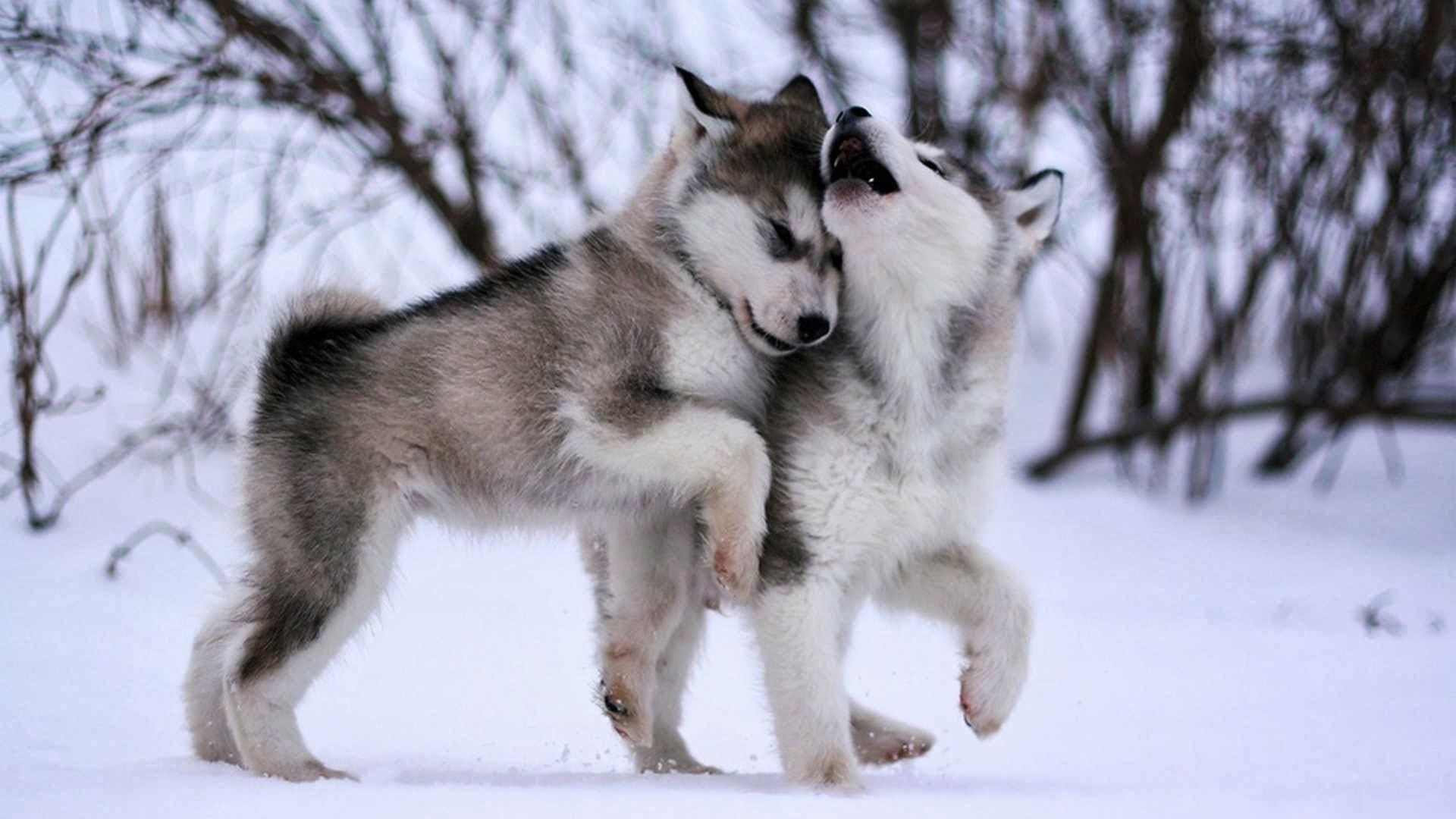 baby, 1080P, eskimo dog, malamute, cute, sled dog, husky, animals, dog, HD Wallpaper