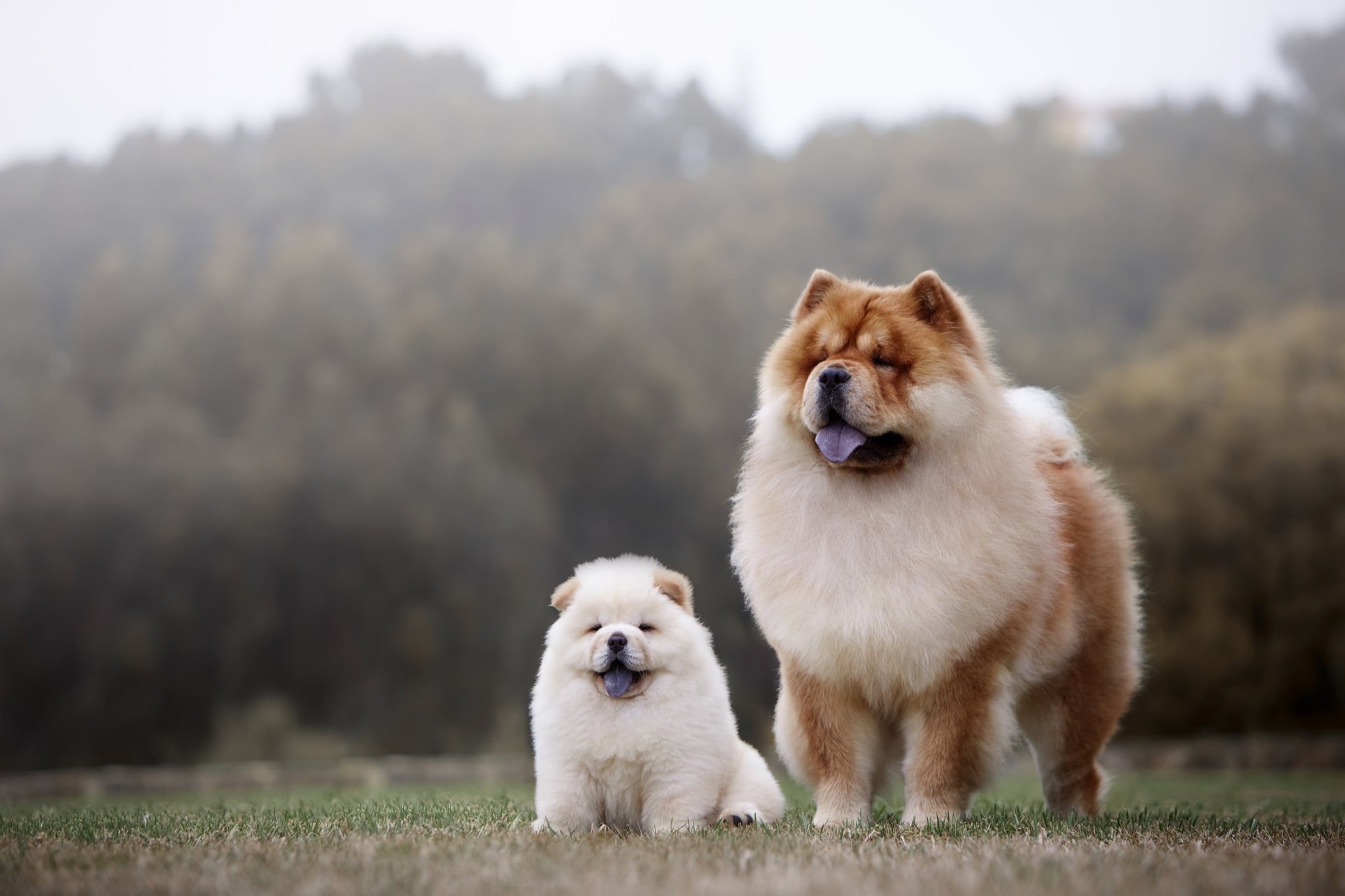 puppy, 1080P, two, dogs, mom, Chow, HD Wallpaper