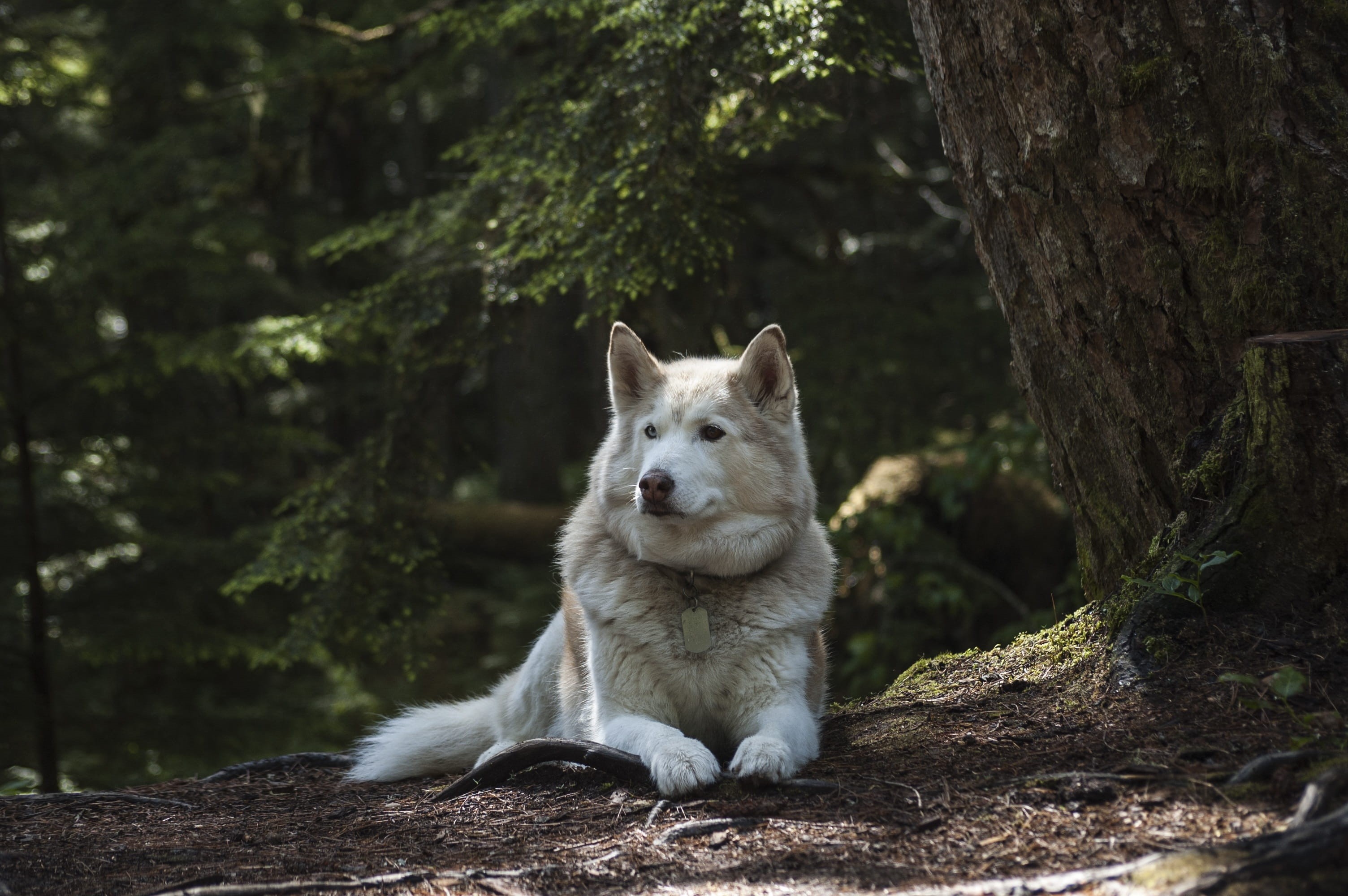 alaskan, domestic, prone, animals in the wild, looking, domestic animals, plant, land, dirt, canine, red, one Animal, animal wildlife, nature, puppy, tree, HD Wallpaper