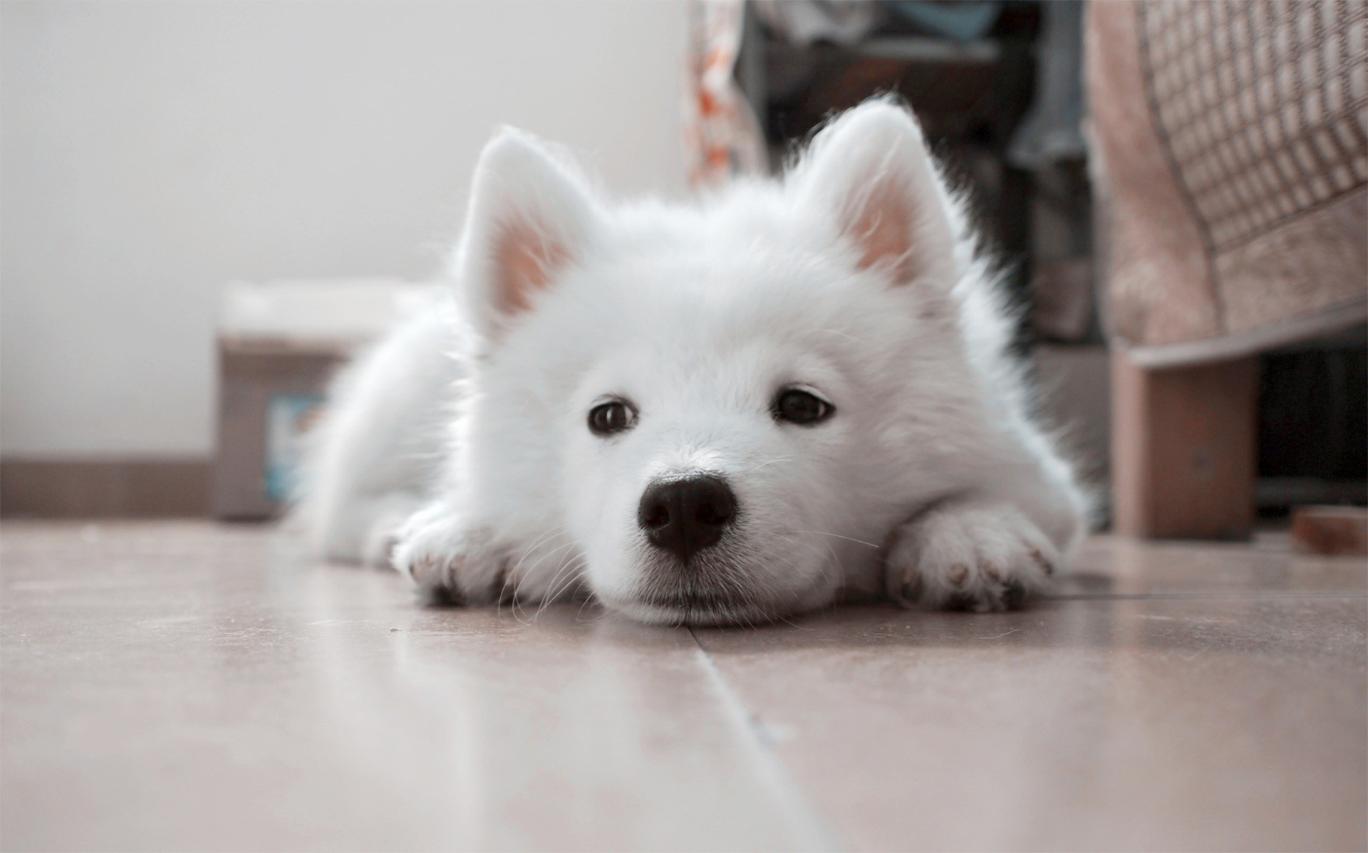 no people, small, white, animal head, selective focus, animal themes, laying, tiles, ceramic, one animal, indoors, domestic, portrait, flooring, samoyed, HD Wallpaper