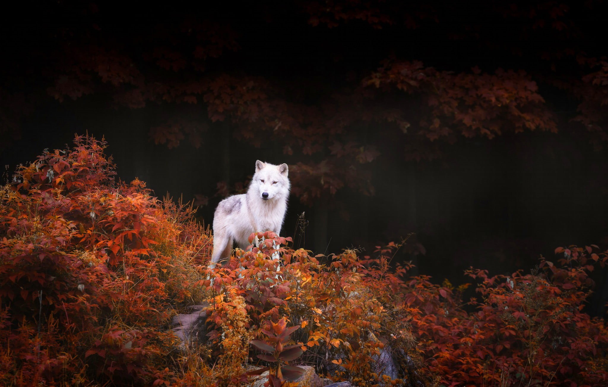 night, black Color, looking, animal, outdoors, purebred Dog, brown, plant part, animal themes, cute, pets, woodland, wildlife, surrounded, winter, rock, HD Wallpaper