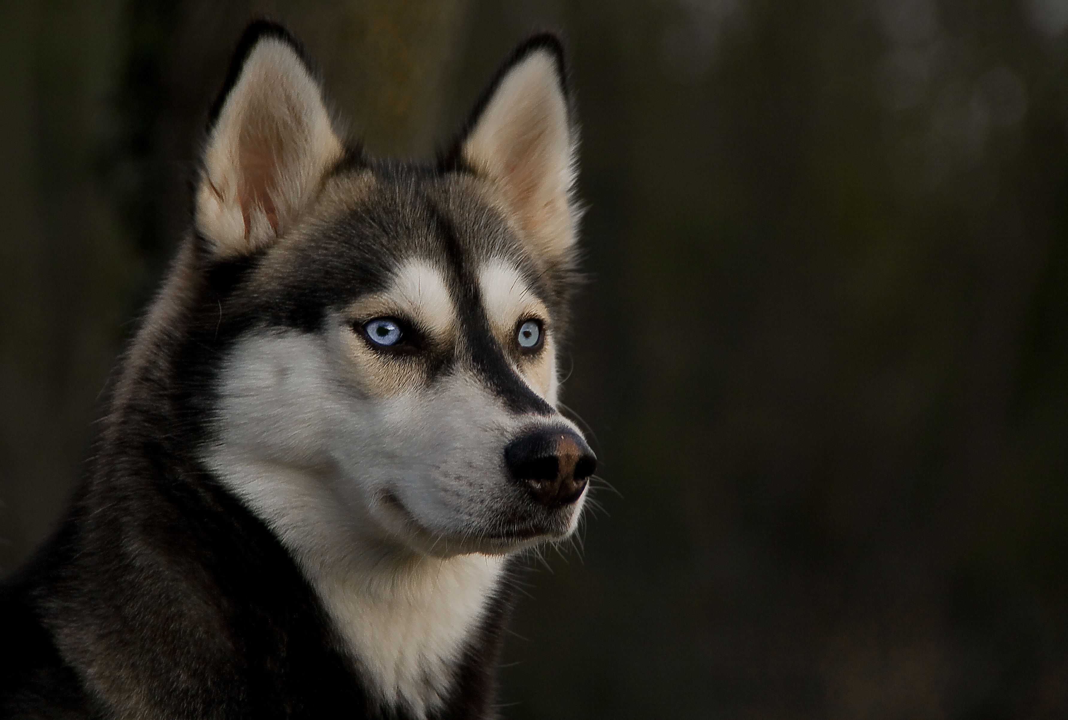 nature, canine, 2K, cute, animal Head, animal Nose, snout, siberian, beautiful, day, domestic, focus on foreground, short, siberia, black Color, mammal, HD Wallpaper