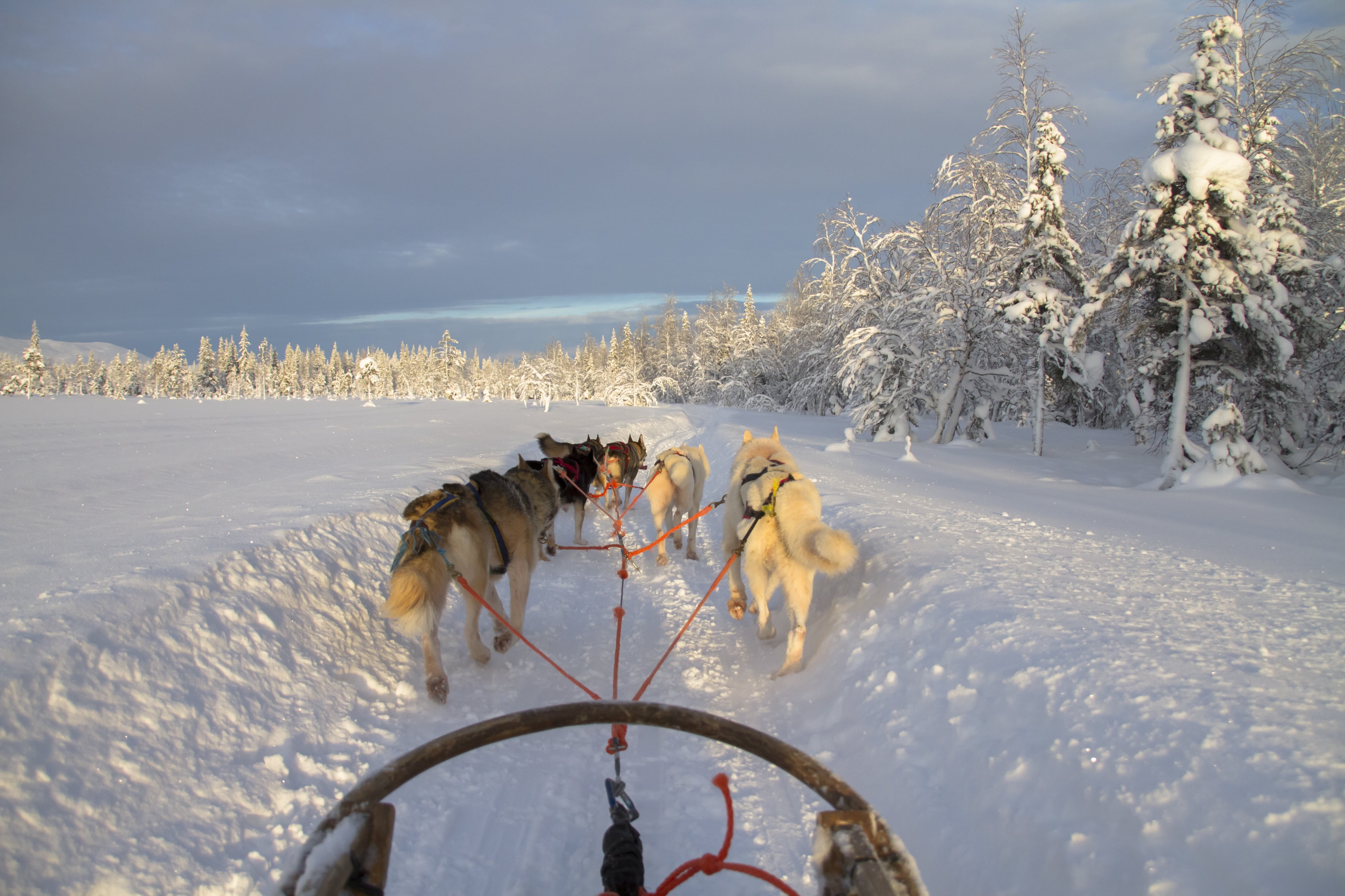 5K, nature, outdoors, working animal, tree, group of animals, sled dog, no people, dog, canine, finland, cold temperature, mammal, husky, domestic, lapland, HD Wallpaper