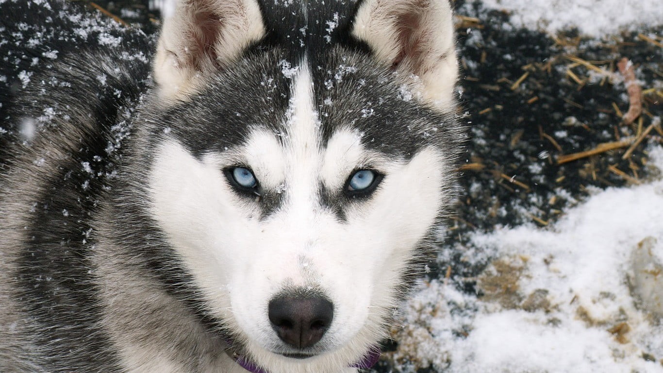 animal, animals, day, white color, dog, siberian husky, animal head, canine, white, sled dog, nature, animal themes, husky, snowing, cold temperature, looking at camera, HD Wallpaper