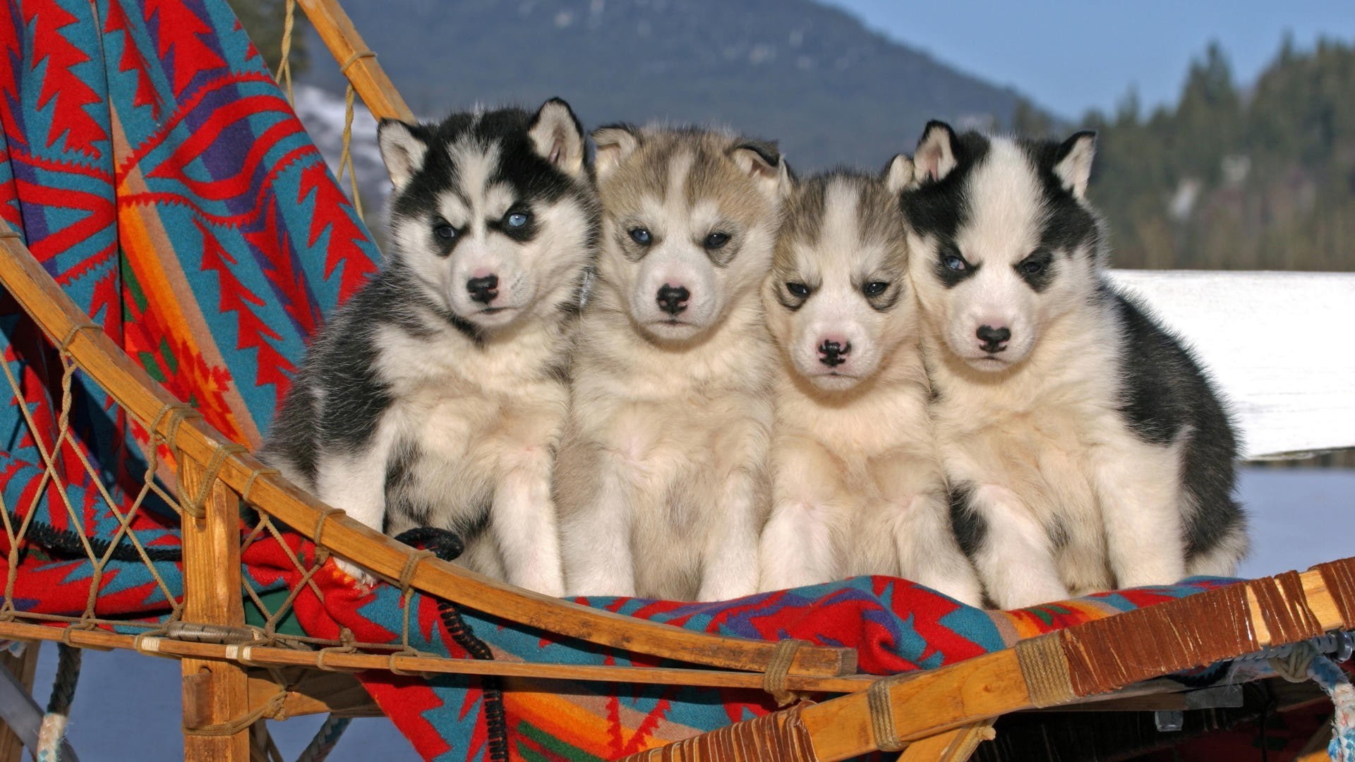 mammal, 1080P, two animals, domestic, animal, blue eyes, animal family, sled dog, domestic animals, group of animals, young animal, animals, Siberian Husky, HD Wallpaper