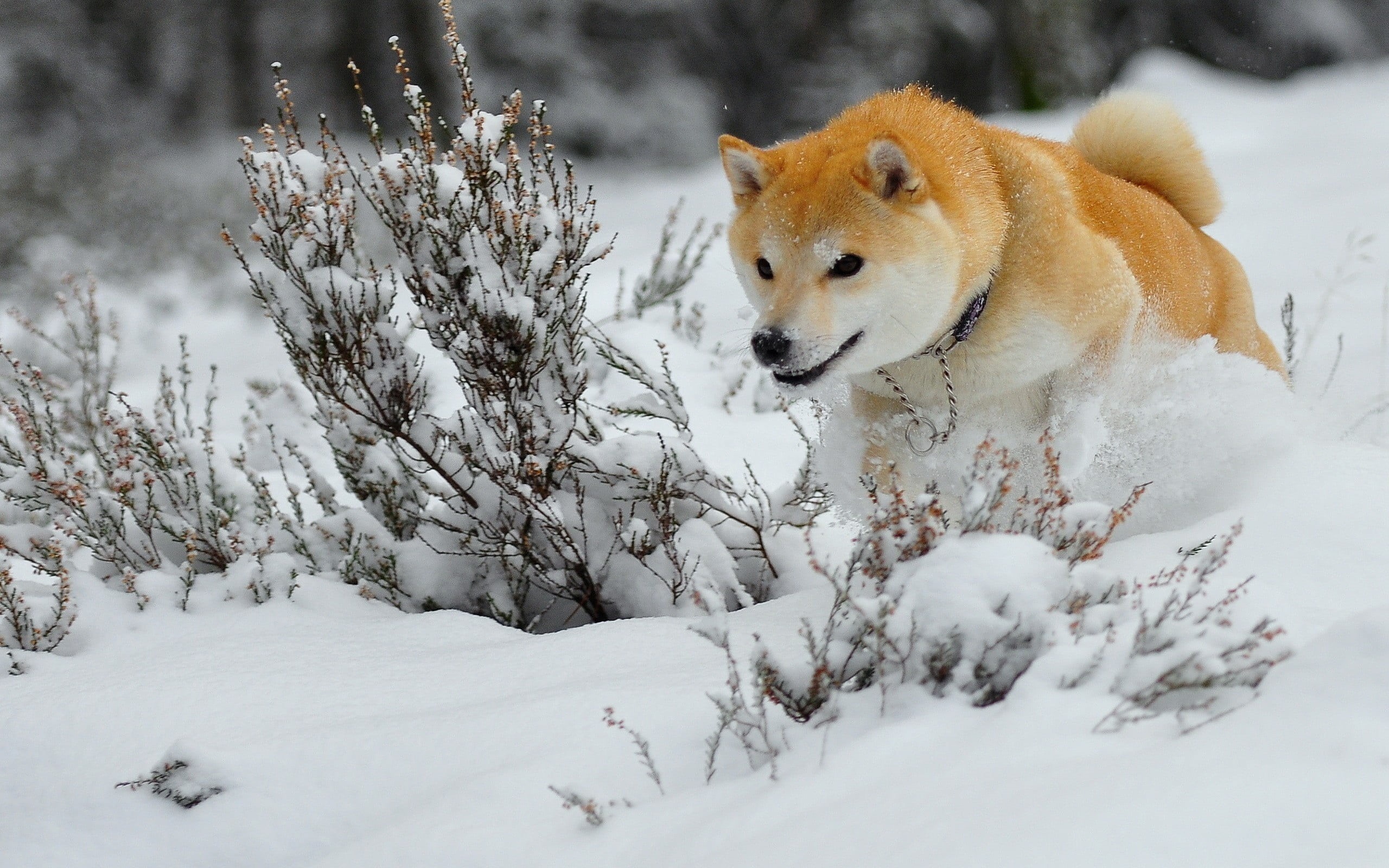 animal wildlife, season, purebred Dog, animal, forest, no people, white color, 2K, looking away, day, fun, animal themes, cold temperature, dog, land, HD Wallpaper
