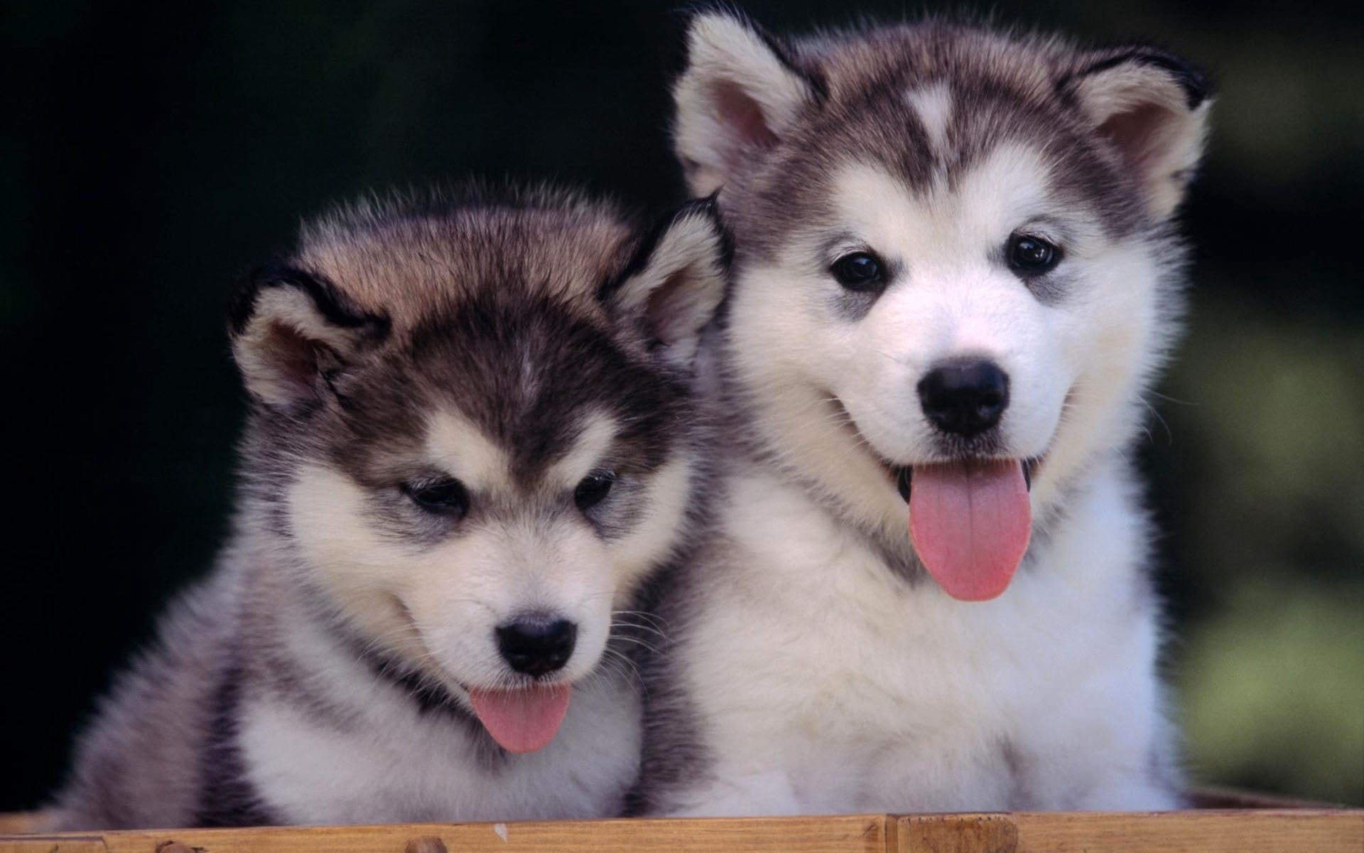 animal Nose, human Face, 1080P, animal head, animal Eye, malamute, no people, puppies, black, pets, purebred Dog, young Animal, siberian Husky, white, HD Wallpaper