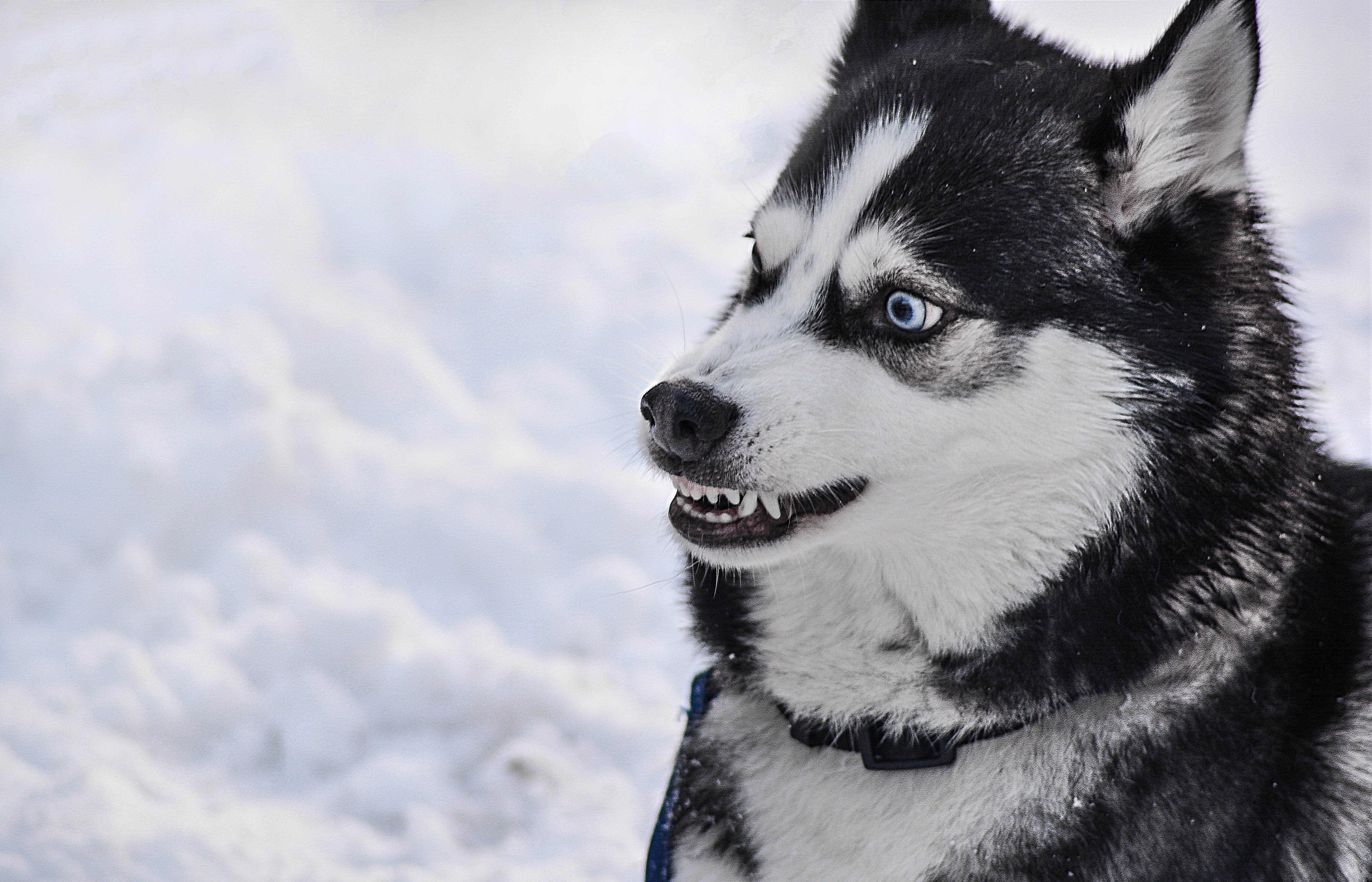 vertebrate, outdoors, photography, Danger, Breed, Animal, 5K, black, guard, pets, no people, animal themes, husky, friendship, snow, looking away, purebred Dog, HD Wallpaper