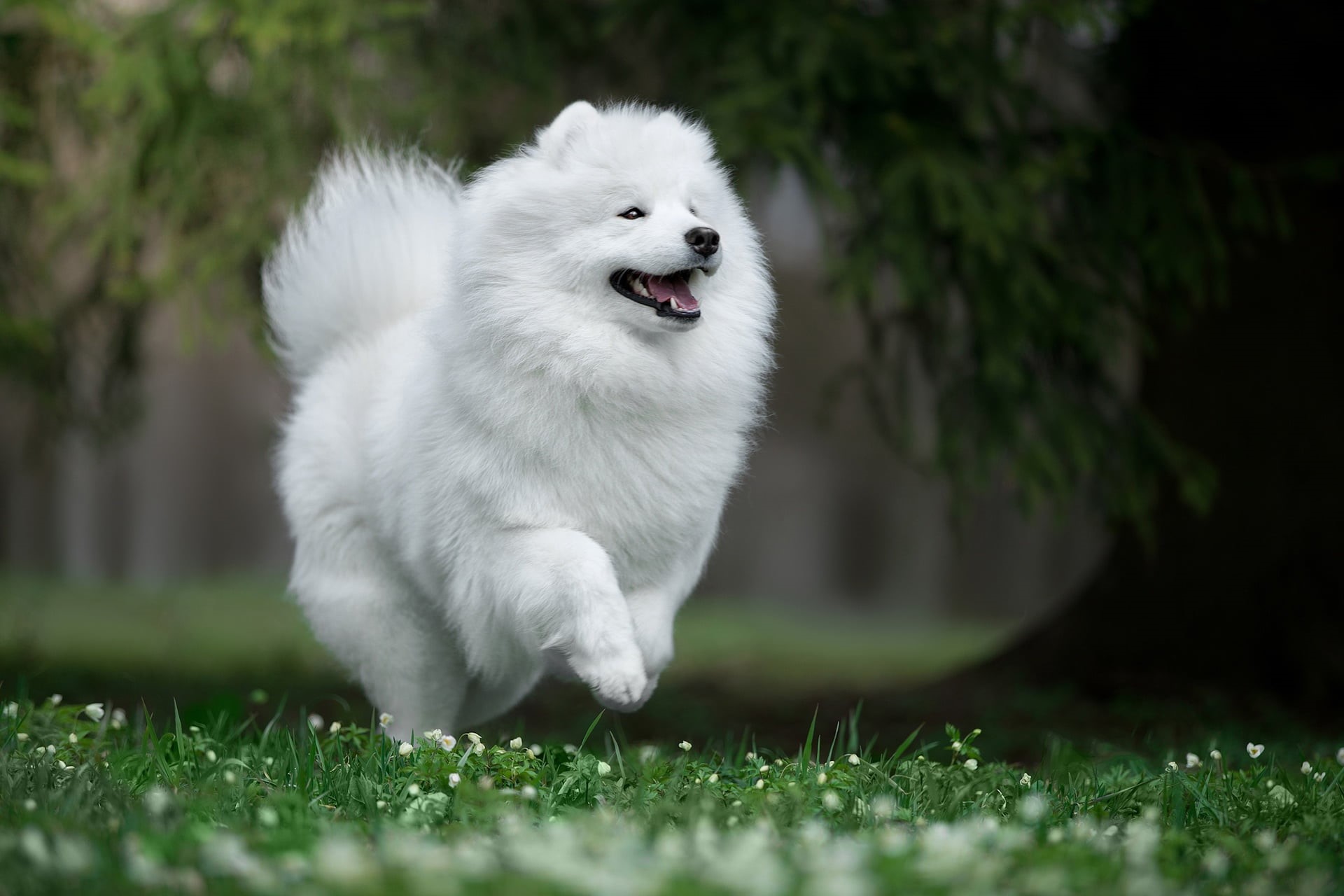long, domestic, canine, plant, vertebrate, mouth open, white color, selective focus, mammal, Samoyed, outdoors, animal themes, pets, walk, coated, land, HD Wallpaper