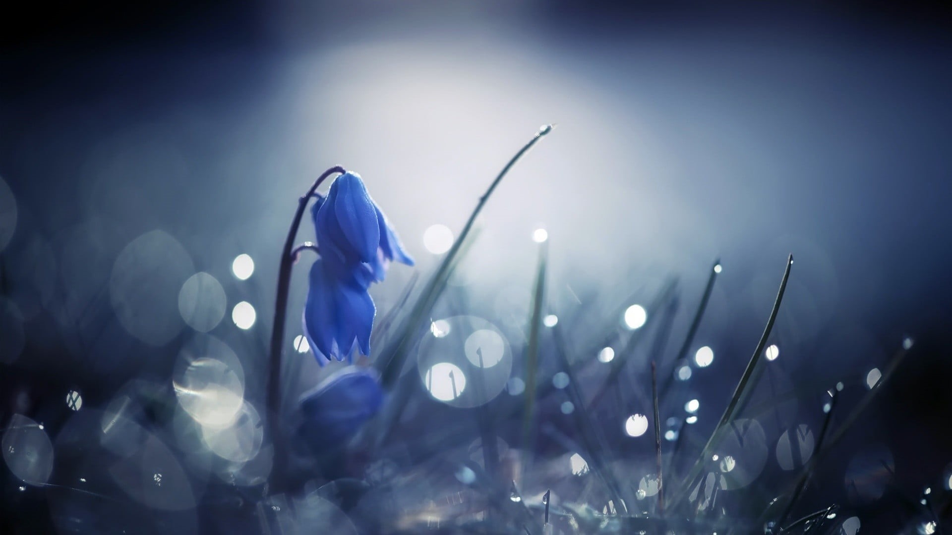 season, blossom, tilt, photo, flowers, flower Head, squill, blue flowers, petal, outdoors, flowering plant, light - Natural Phenomenon, bokeh, summer, bright, HD Wallpaper
