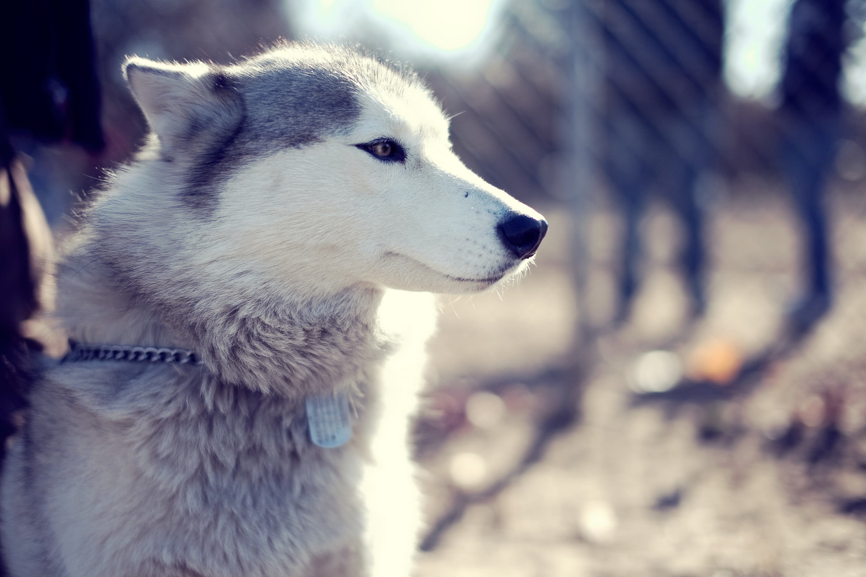 wolf, domestic animals, nature, looking, Siberian Husky , day, animal head, focus on foreground, domestic, snout, mammal, animal themes, sled dog, animals, HD Wallpaper