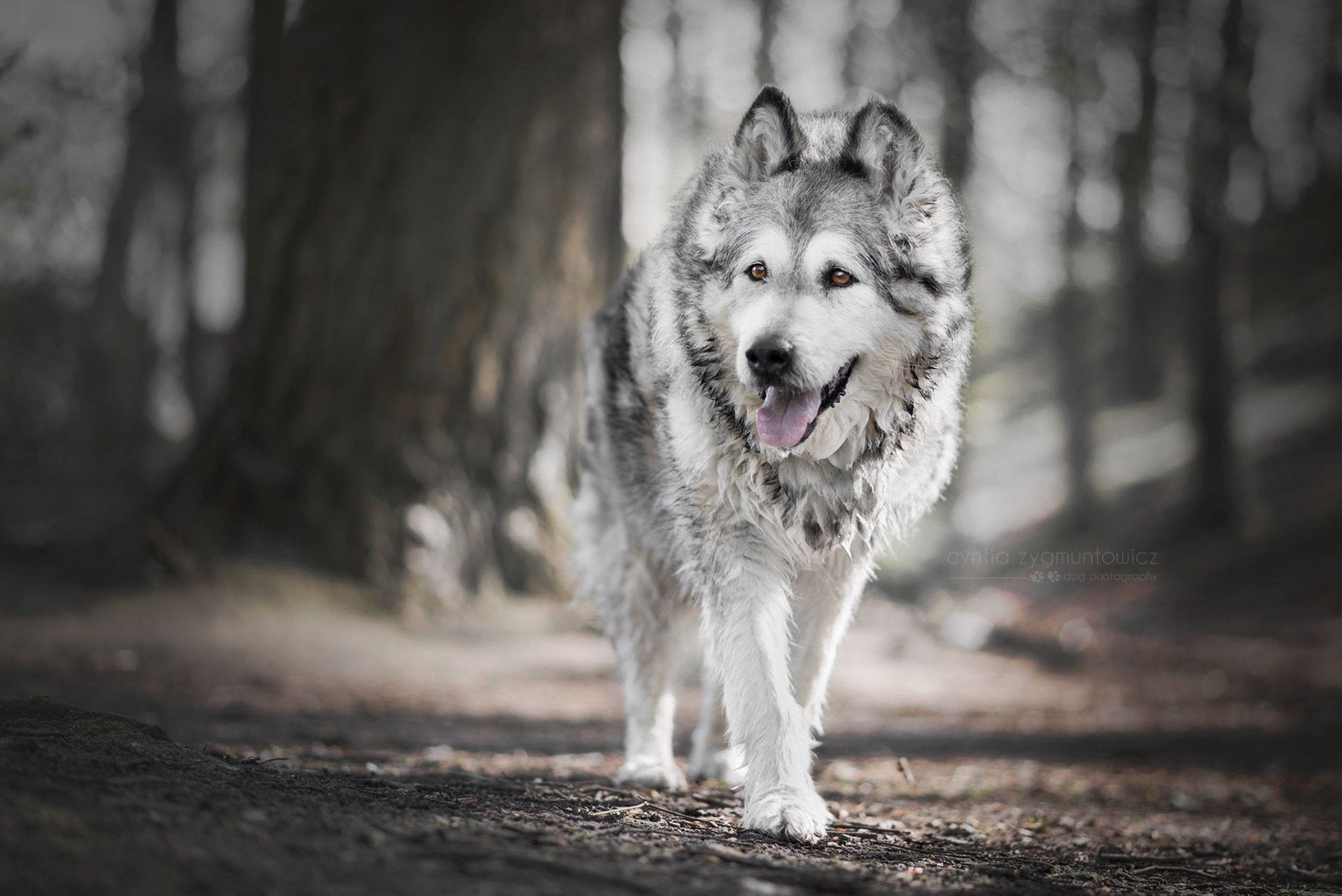 Dogs, Pet, 1080P, Alaskan Malamute, Dog, HD Wallpaper