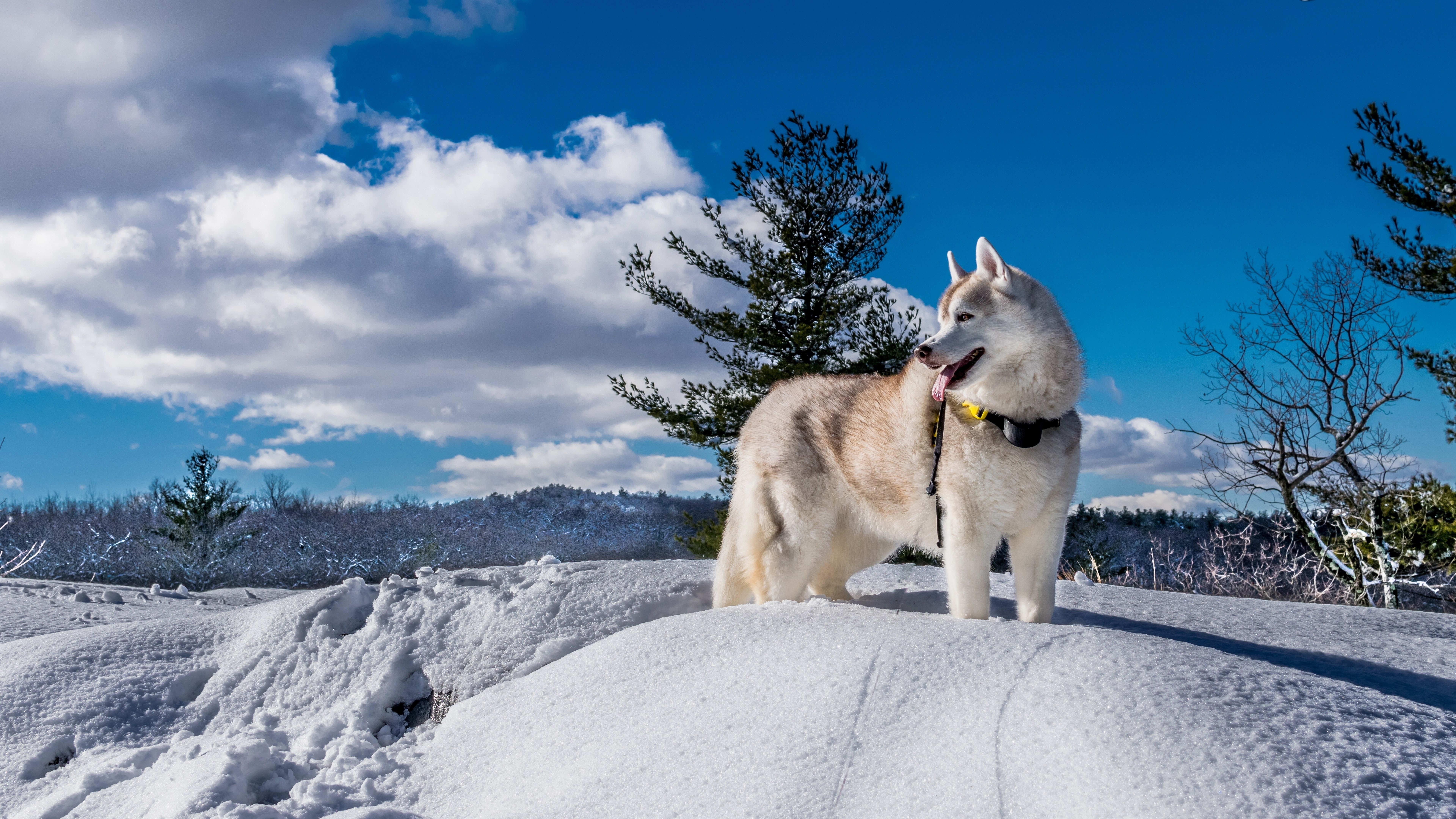 8K, alaskan malamute dog image, HD Wallpaper