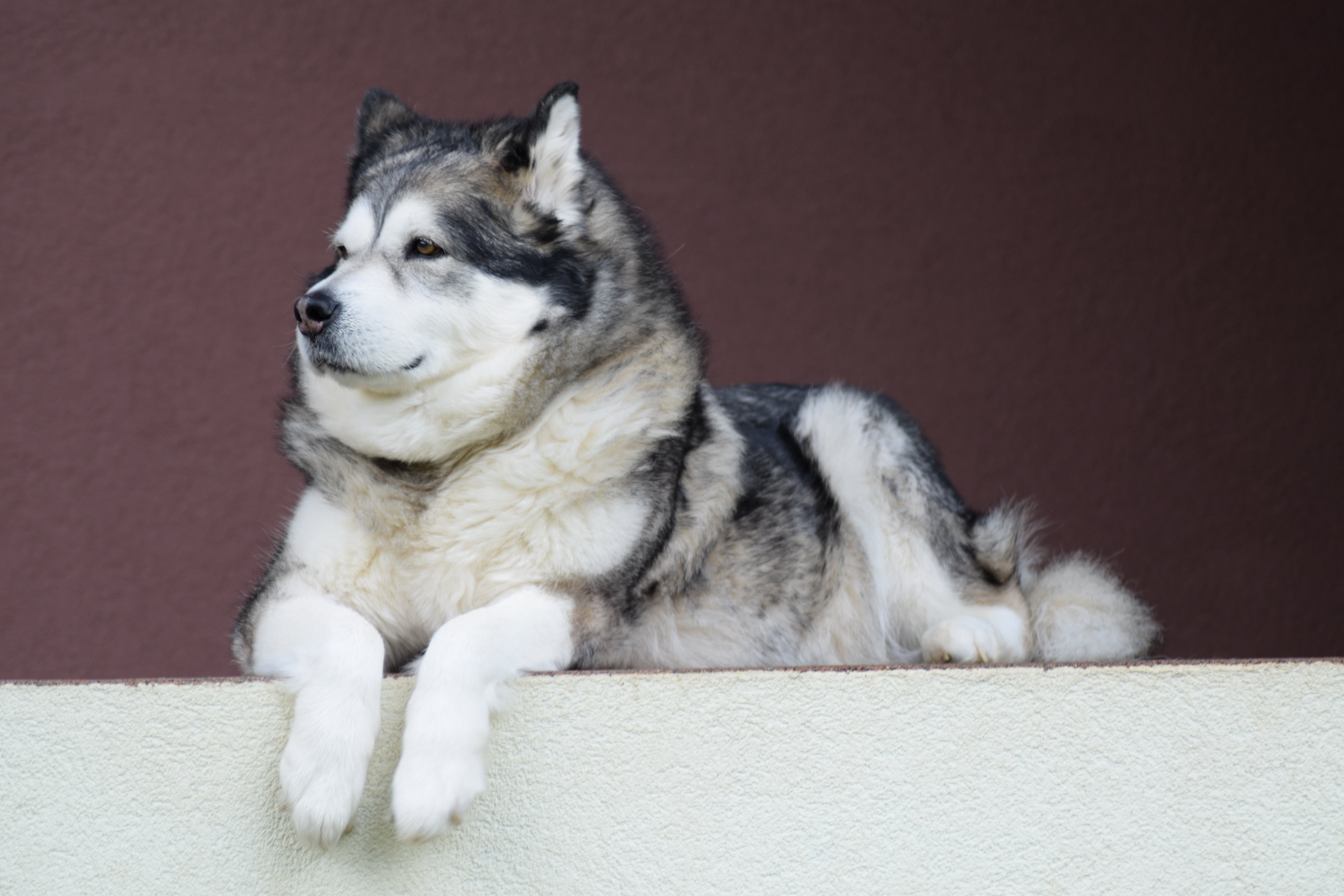 looking, brown, gray, purebred Dog, black Color, dog, canine, young Animal, siberian Husky, adult, malamute, animal Eye, one Animal, no People, alaskan Culture, HD Wallpaper