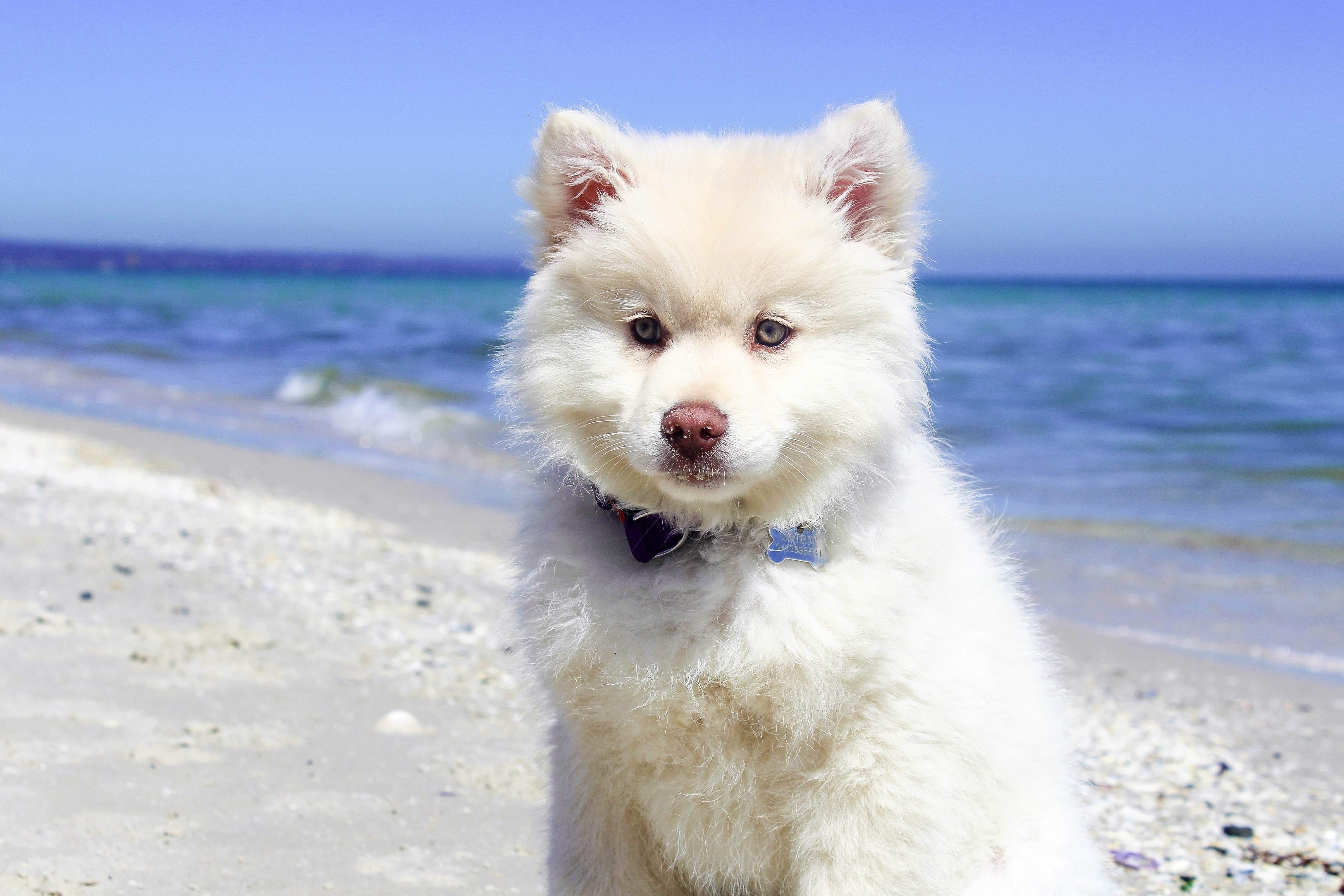 animal themes, fun, dog, white, hot, sand, beach, water, lifestyle, pets, 4K, alaskan, horizon over water, vacation, domestic animals, sky, breed, doggy, HD Wallpaper