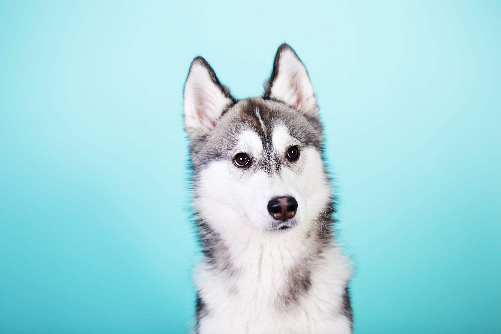 pets, white, animal, dog, animal themes, cute, fur, vertebrate, blue background, silver, colored background, no people, siberia, alaskan, animal Head, mammal, HD Wallpaper
