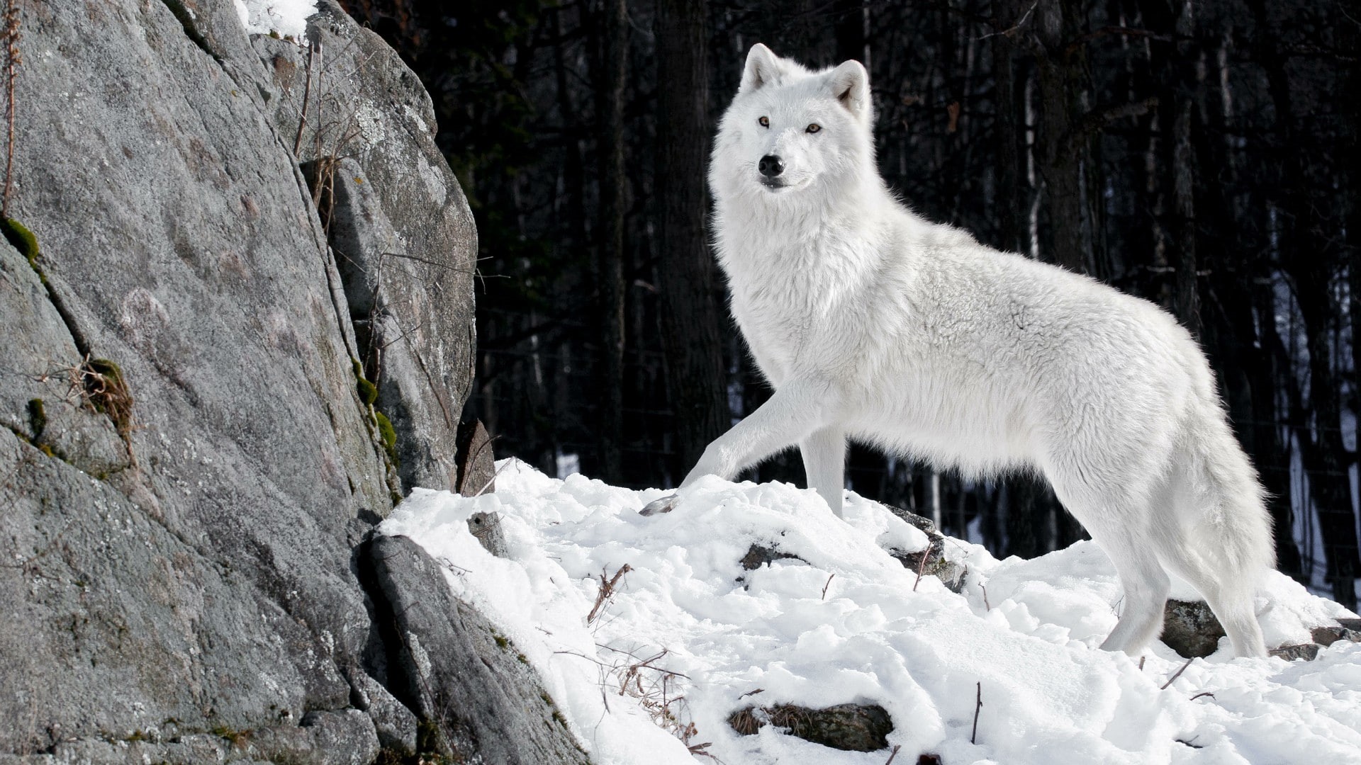 white wolf, 1080P, wolf, arctic, alaskan tundra wolf, tree, freezing, snow, fur, mammal, canis lupus tundrarum, wildlife, HD Wallpaper