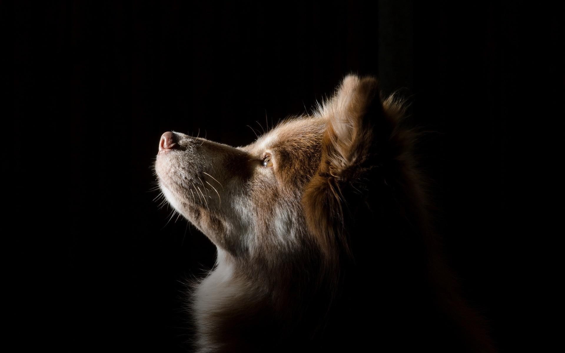 dog, alaskan, profile, puppy, malamute, white, 1080P, tan, face, shadow, HD Wallpaper