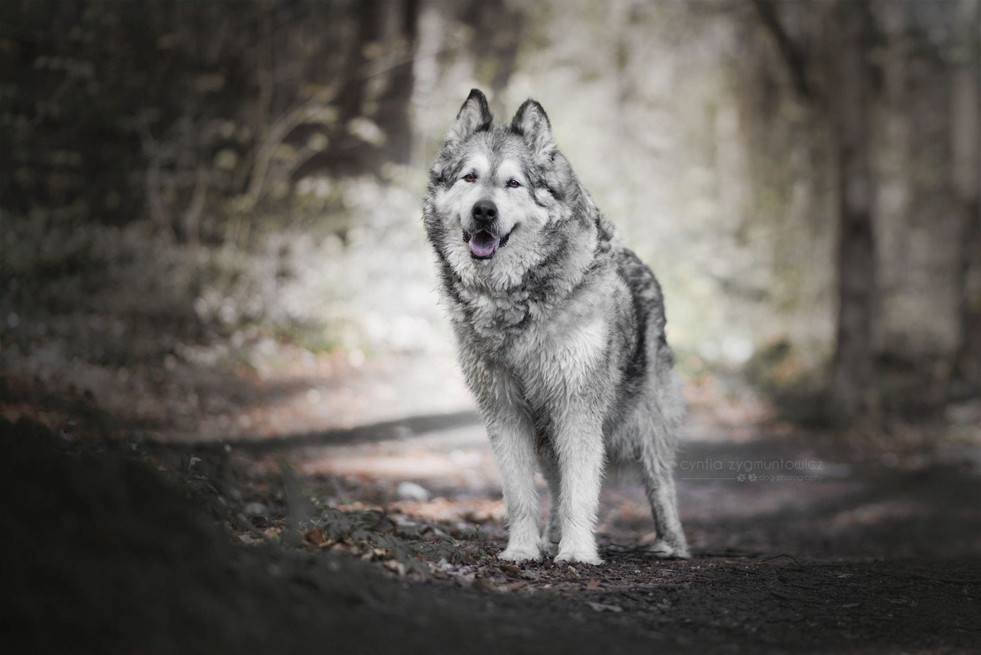 Dog, Dogs, 1080P, Pet, Alaskan Malamute, HD Wallpaper
