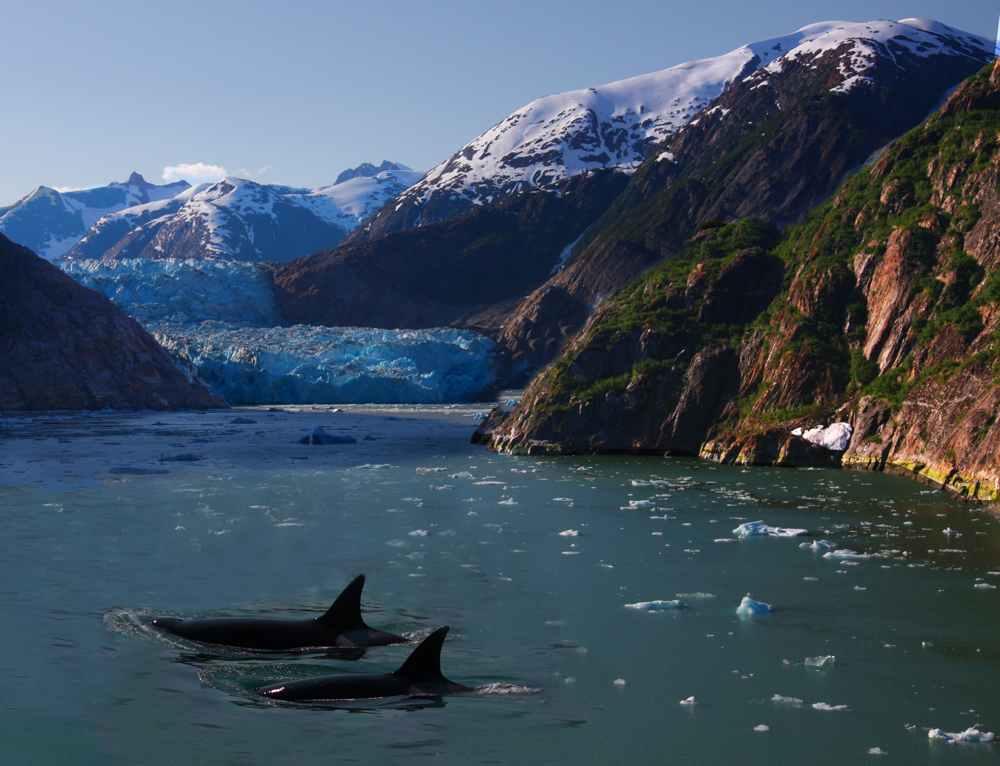 captive killer whales, whales, pic, icebergs, habitat, outdoors, conservation, two, killer, body of water, mountain, migration, in the wild, orcas, 2K, HD Wallpaper