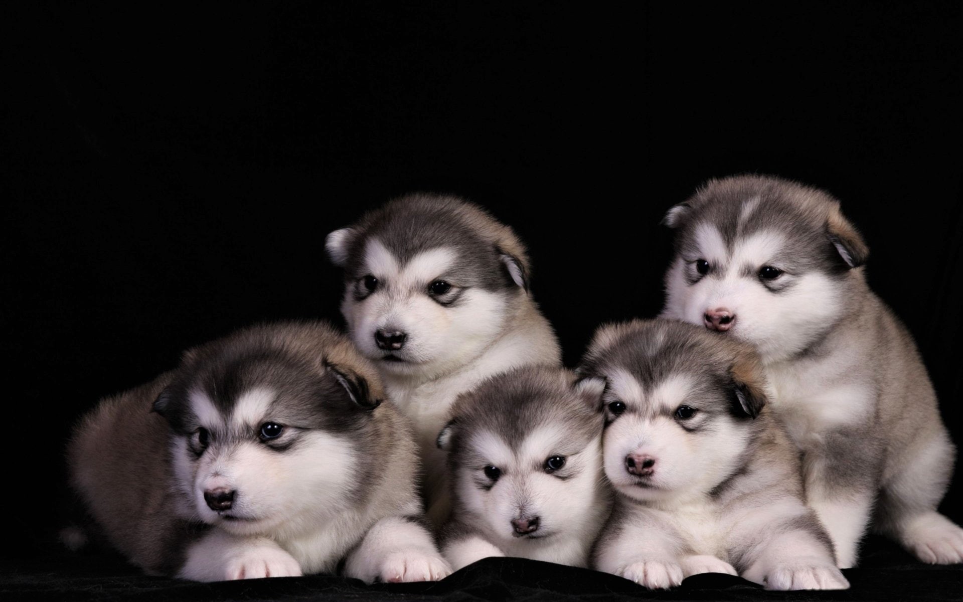 1080P, Puppy, Animal, Dog, Alaskan Malamute, Dogs, Baby Animal, Cute, HD Wallpaper