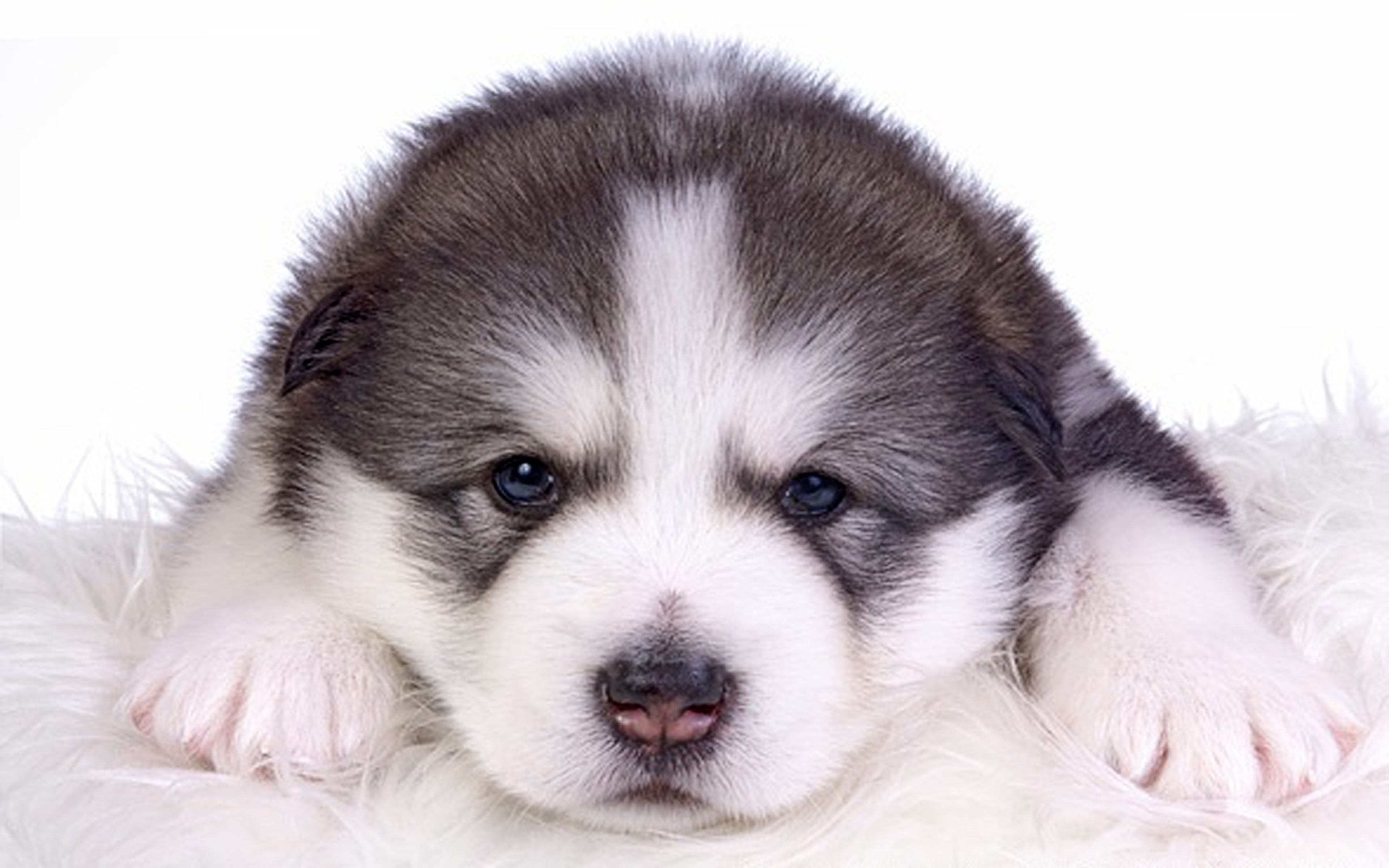 one animal, animal, animal eye, studio shot, puppy, malamute, hairstyle, pets, canine, portrait, mammal, animal themes, cute, close-up, young animal, hair, HD Wallpaper