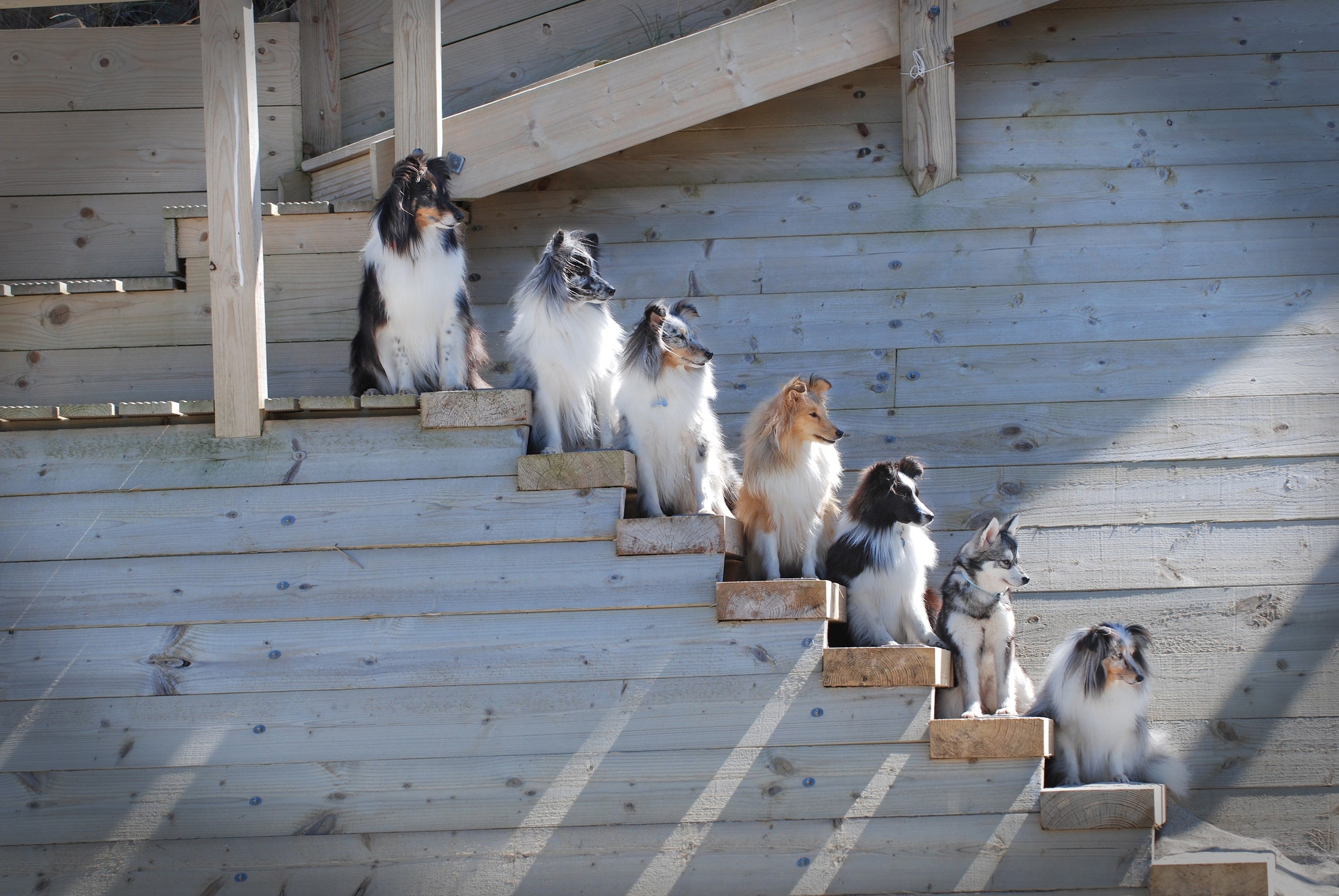 rank, 2K, dogs, Alaskan Klee Kai, The border collie, Sheltie, Shetland Sheepdog, ladder, HD Wallpaper