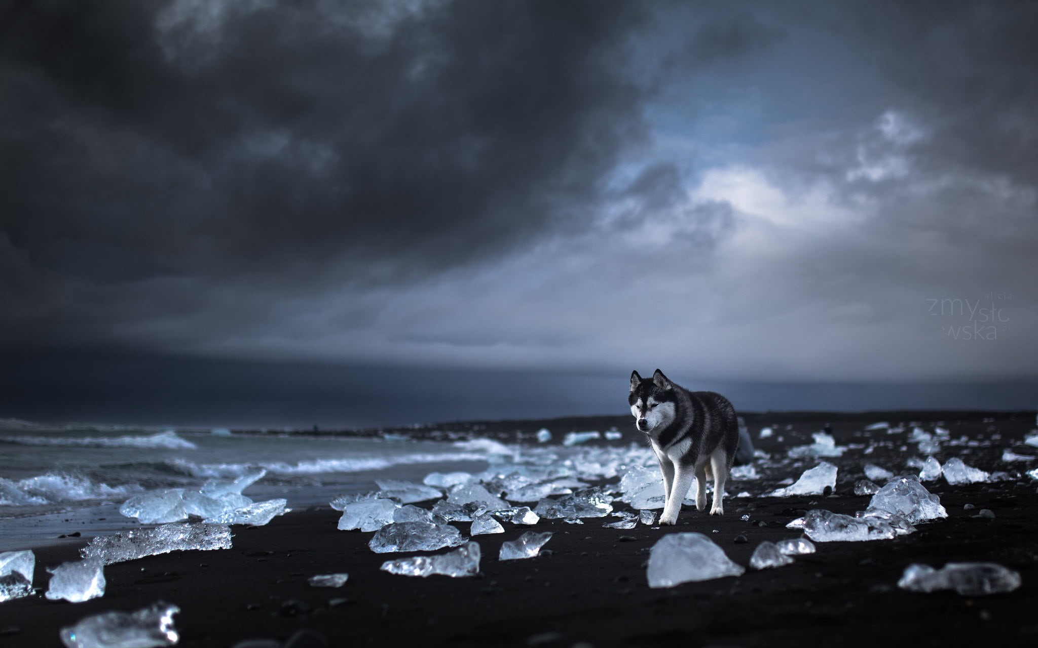 nature, pet, animals, landscape, dog, Alaskan Malamute, Siberian Husky, 1080P, beach, HD Wallpaper